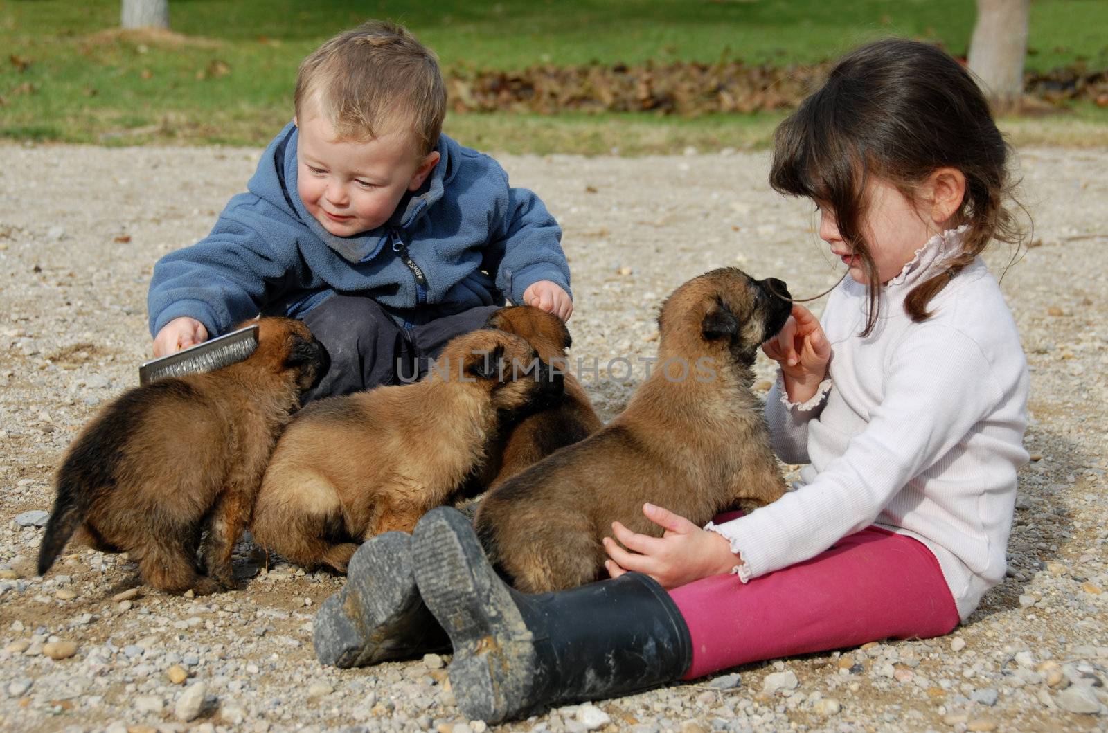 two children and very young puppies belgian shepherds