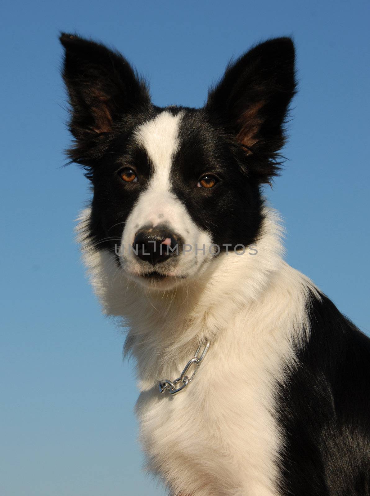 portrait of a young purebred border collie in blue sky