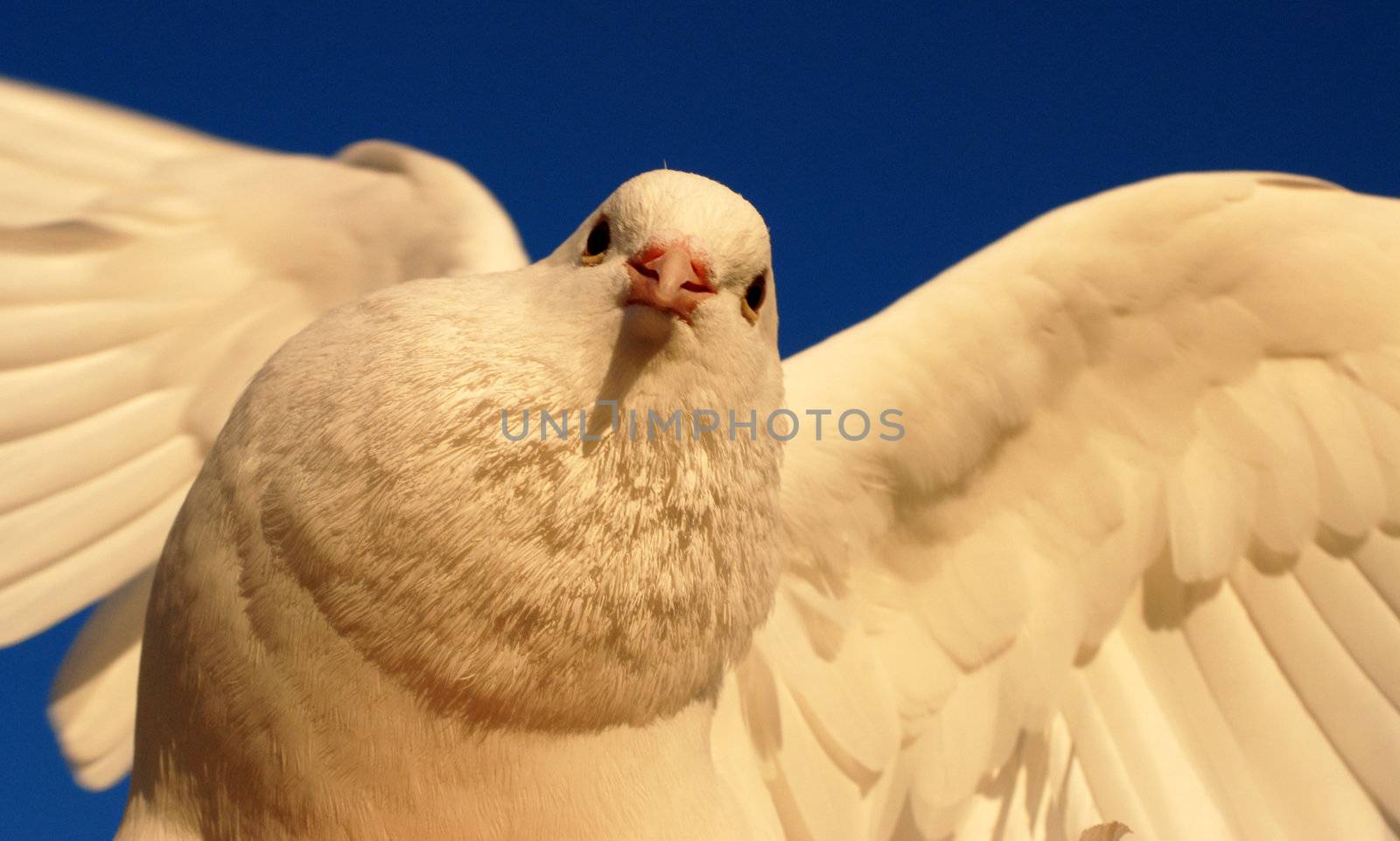 beautiful white dove, symbole of the peace