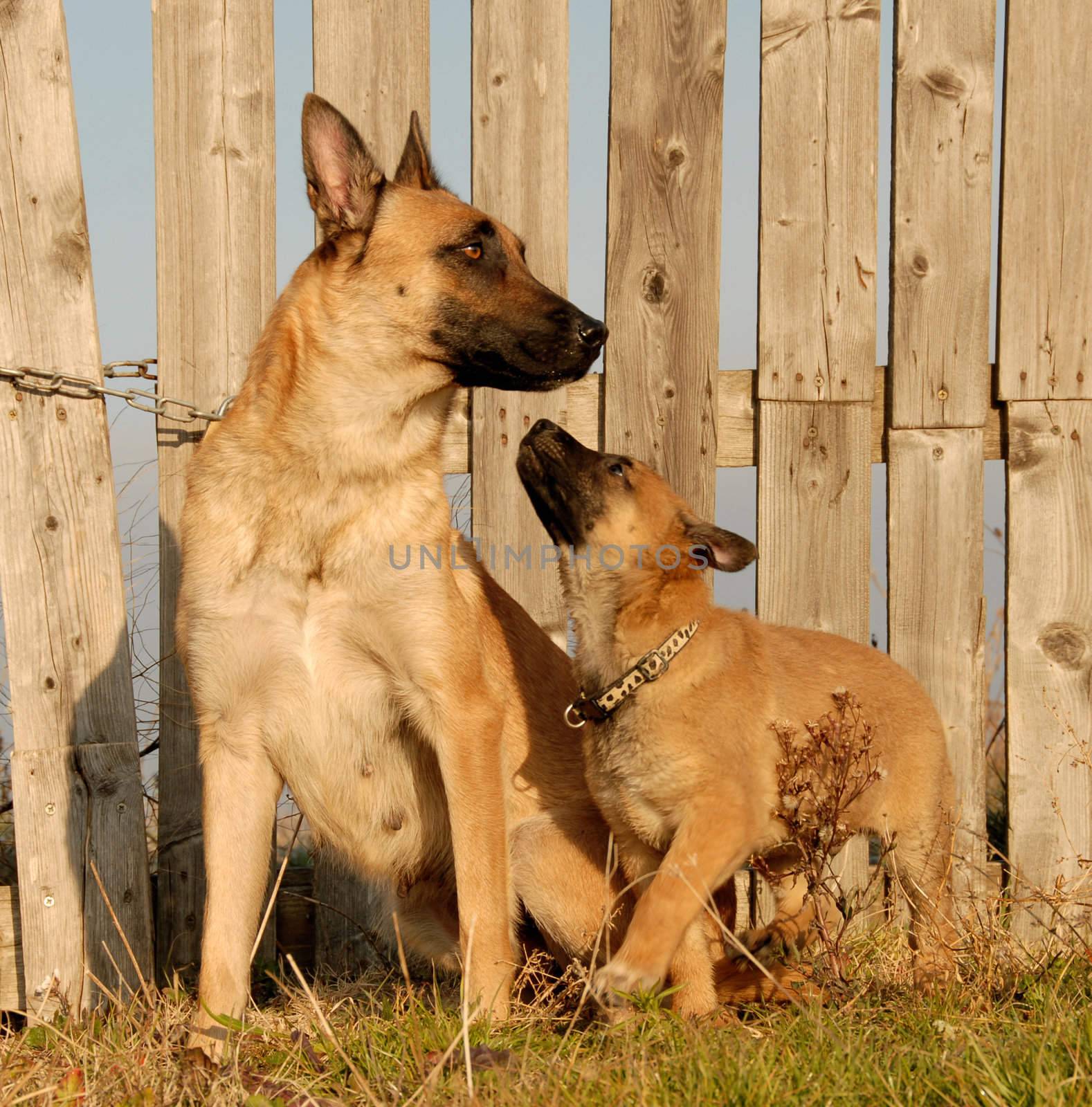 puppy and mother purebred belgian shepherd malinois