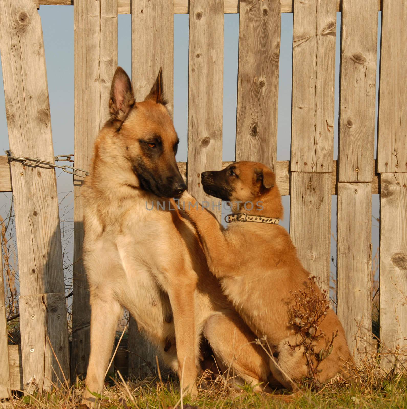 female purebred belgian shepherd malinois and her puppy