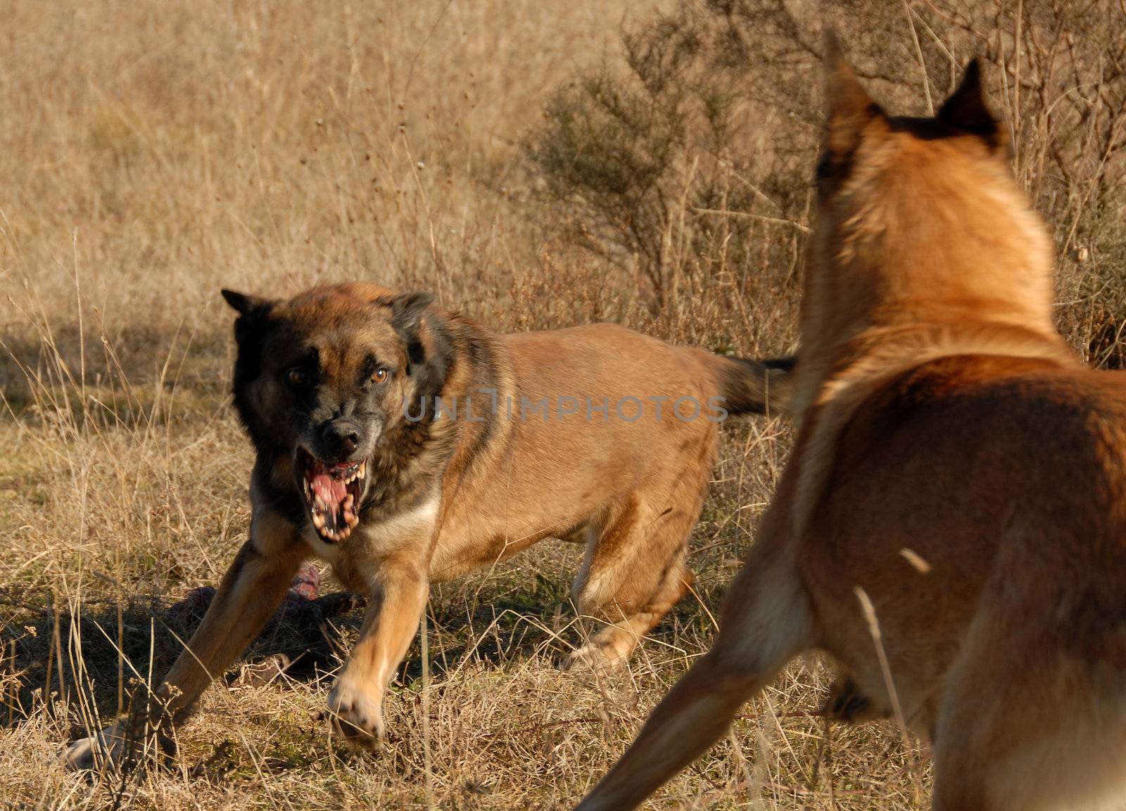 two purebred belgian shepherds: aggressive dogs in a field