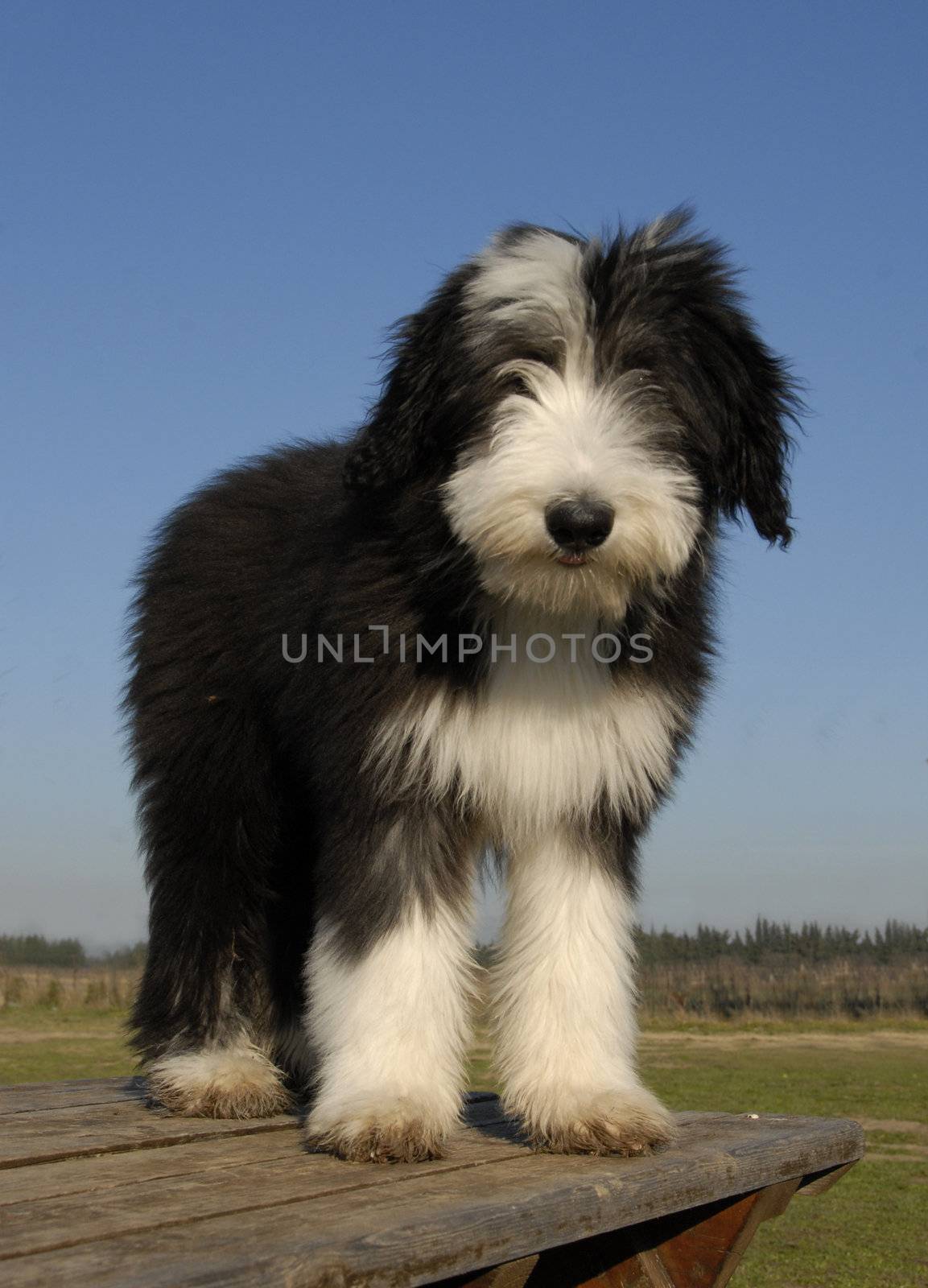 beautiful puppy purebred bearded collie sitting on a table