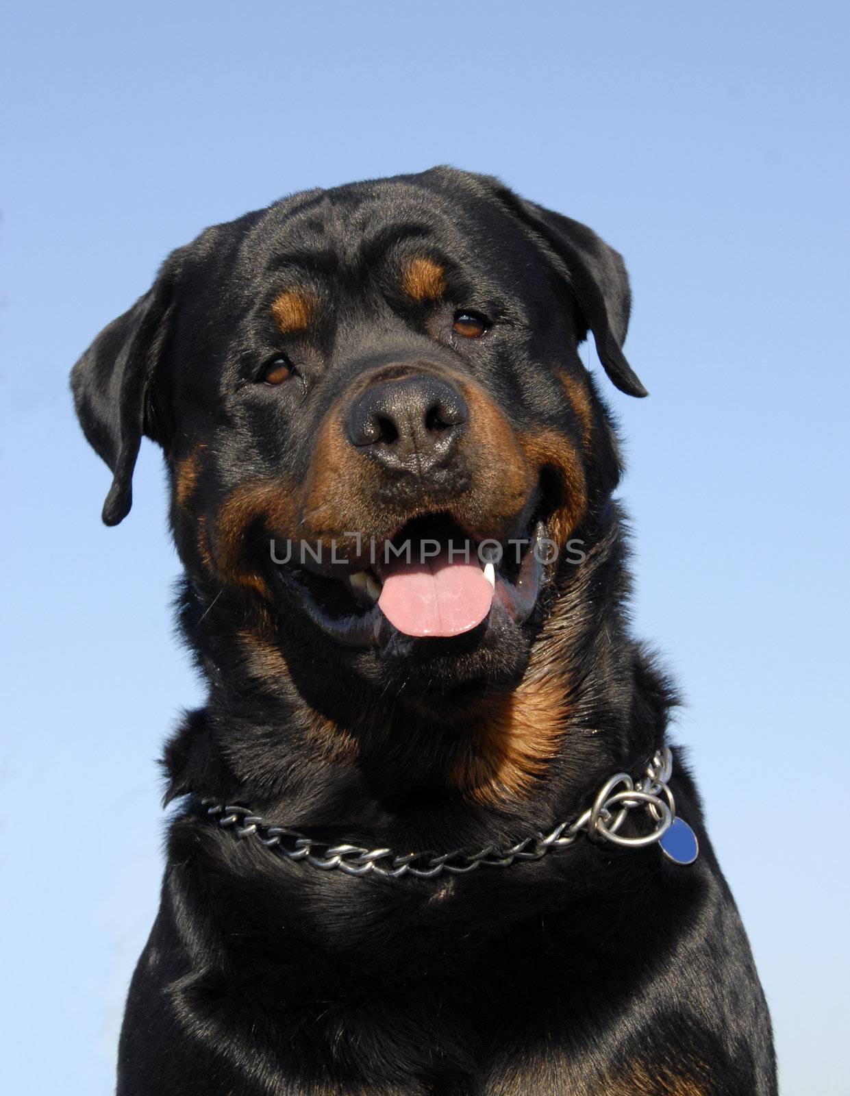 portrait of a beautiful purebred rottweiler: cute watching dog