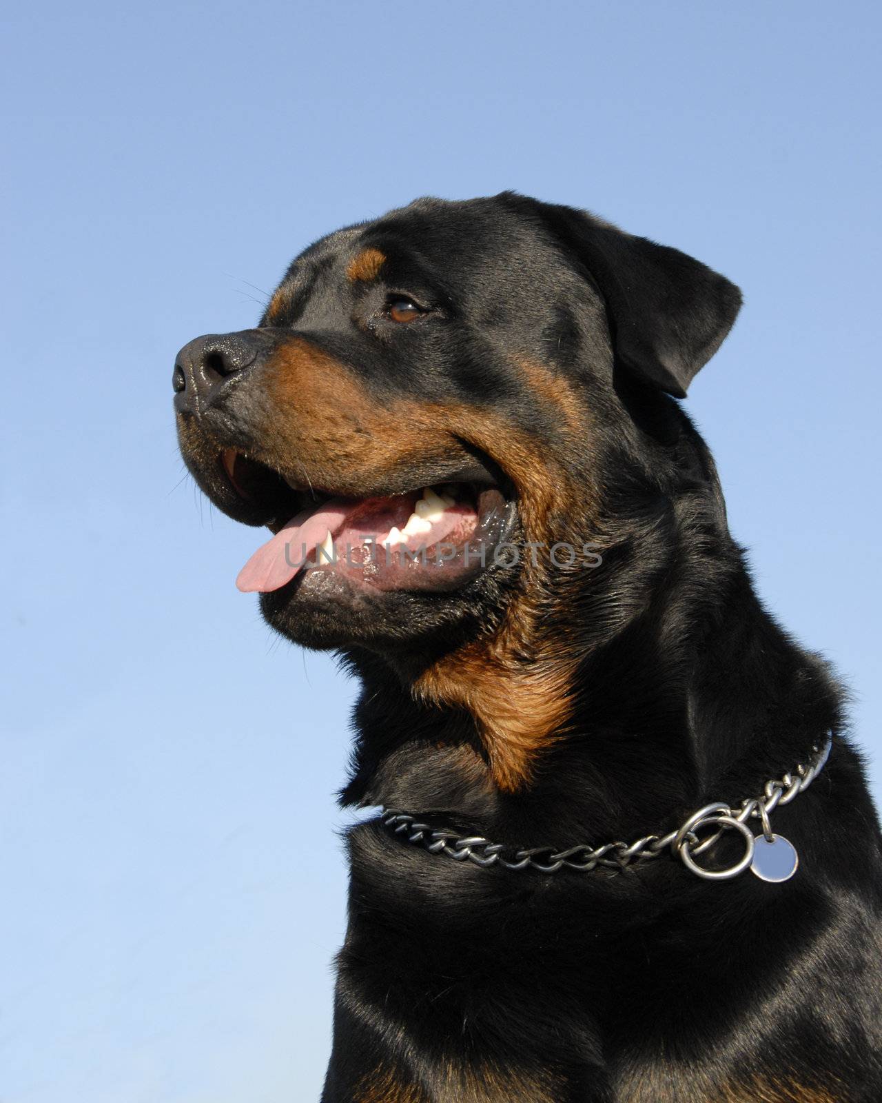 portrait of a beautiful purebred rottweiler: cute watching dog