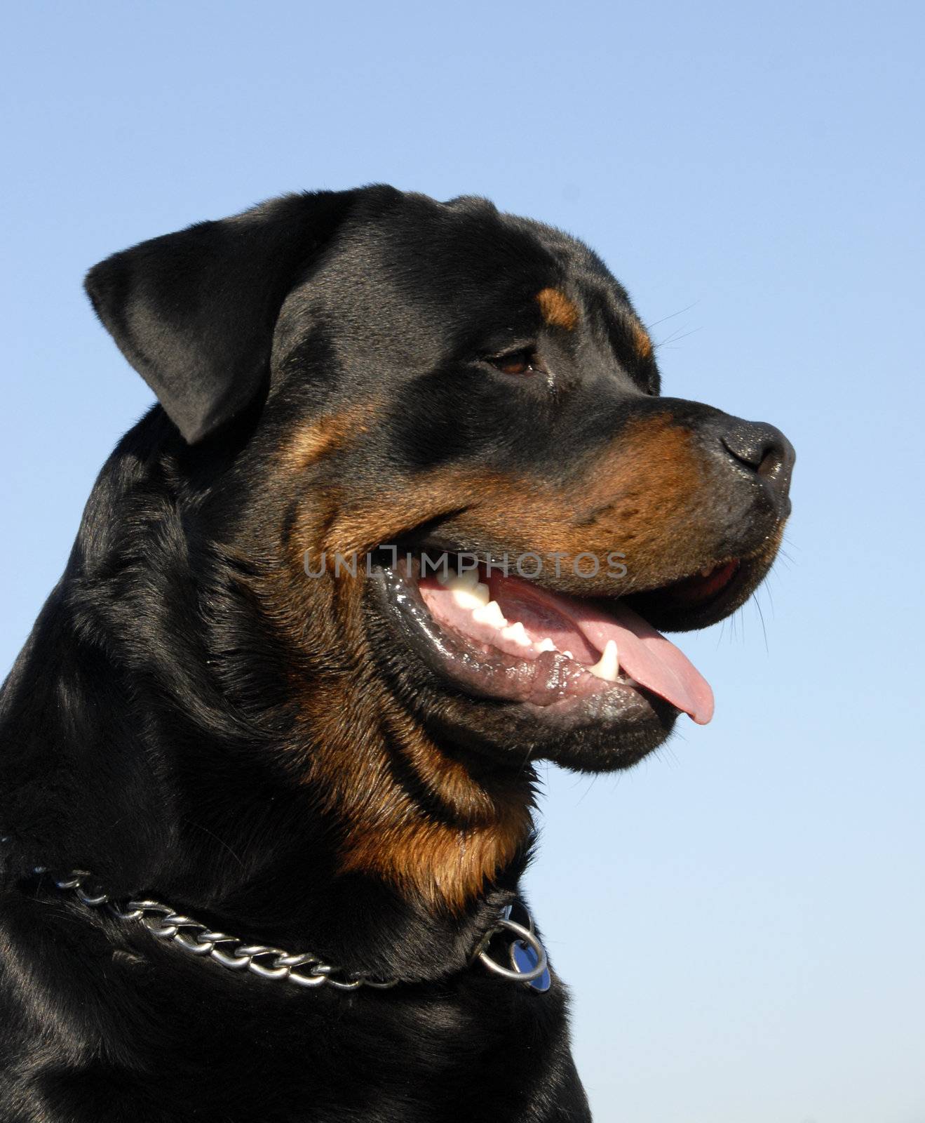 portrait of a beautiful purebred rottweiler: cute watching dog