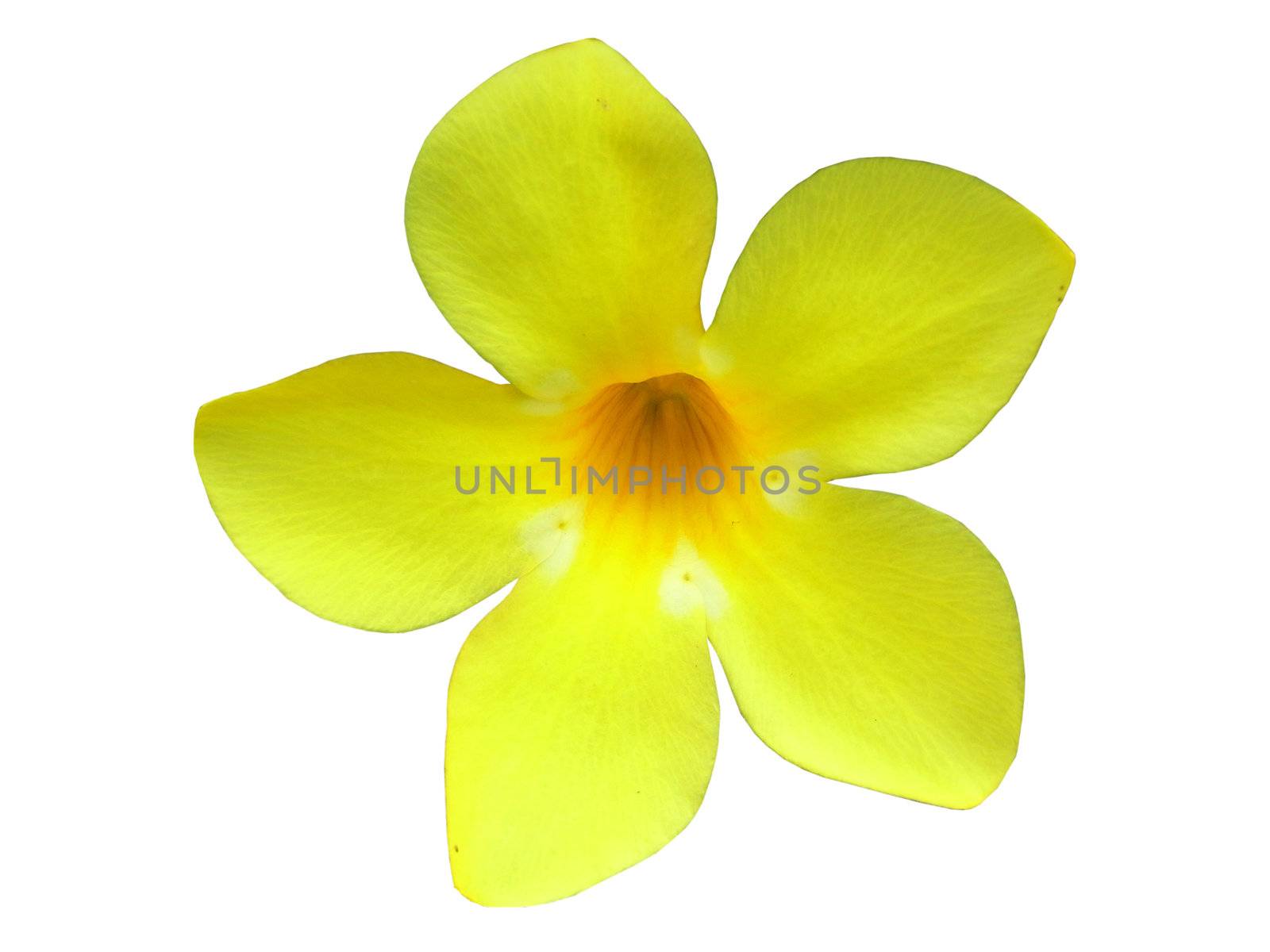 Yellow flower / Isolated over white background   
