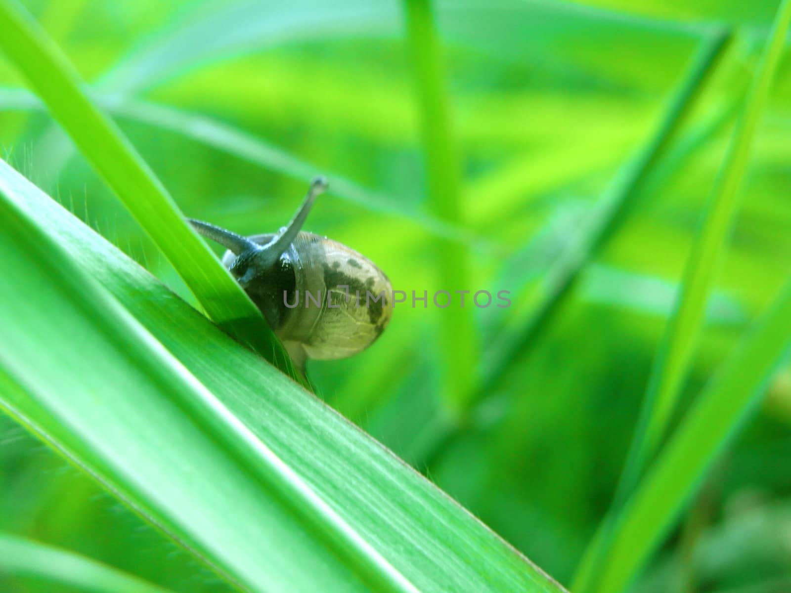 Macro photo of a snail on a plant's leaf                                      