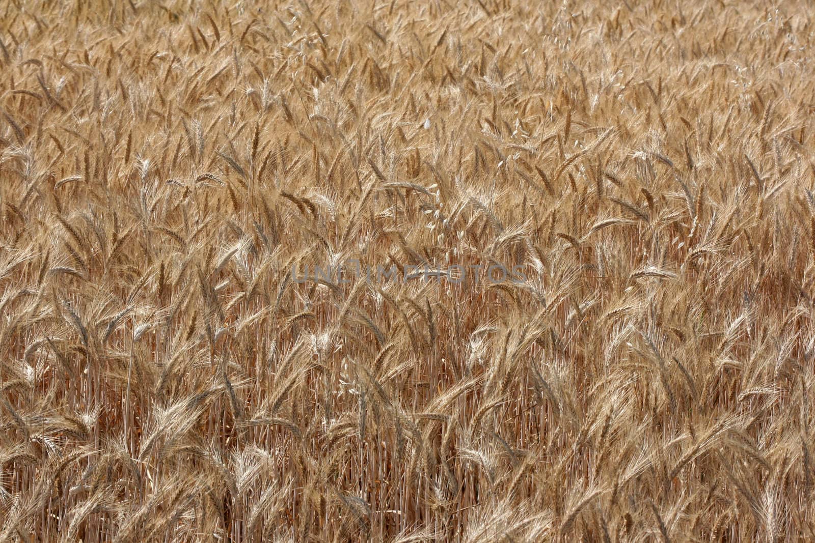 Wheatfields under a golden sun