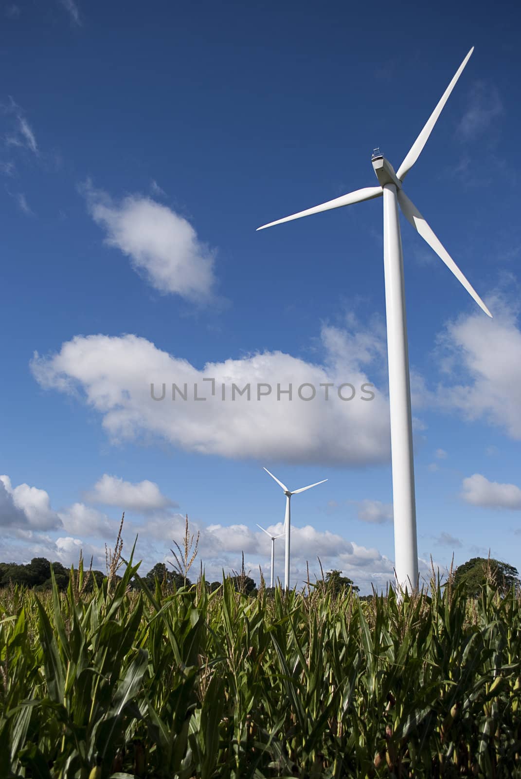 Field and wind turbine on country road