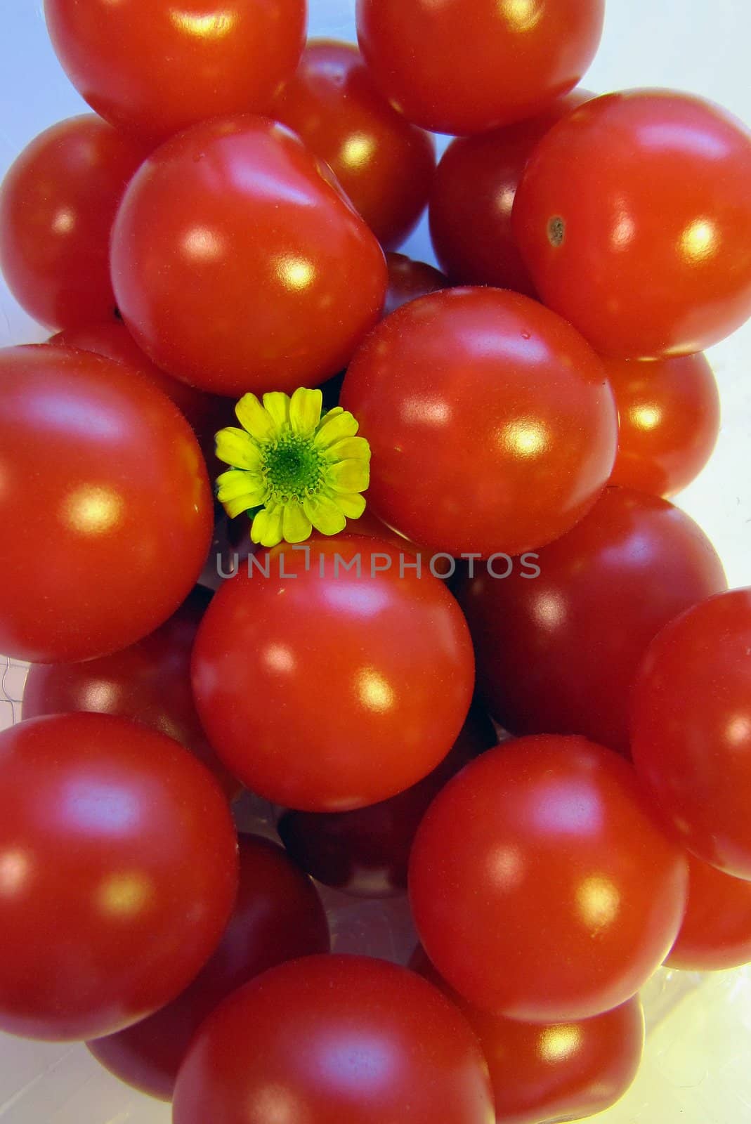 A close up of red cherry tomatoes with a single Sanvitalia flower.