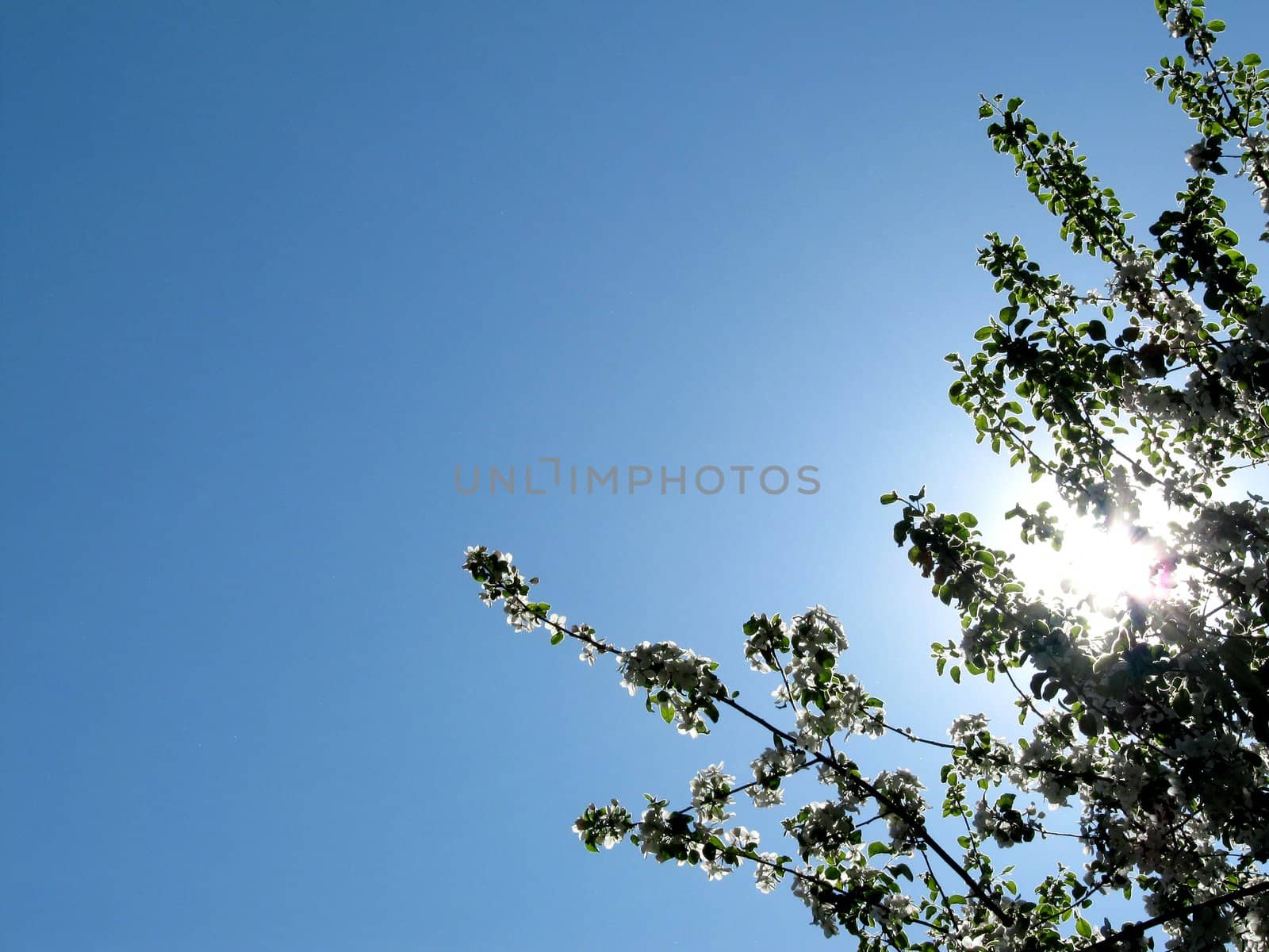 A clear blue sky with sun rays behind a tree.