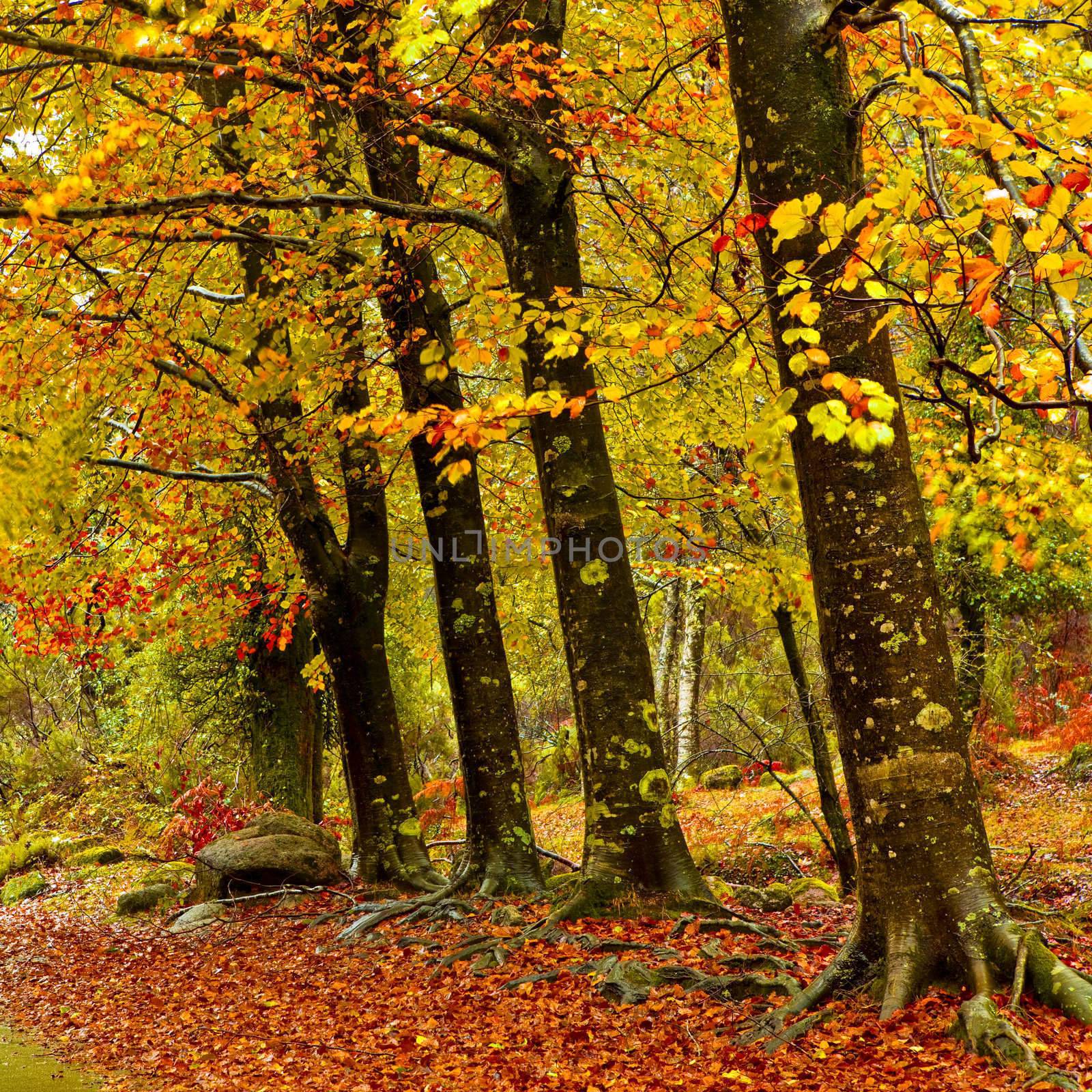 Autumn landscape with beautiful colored trees