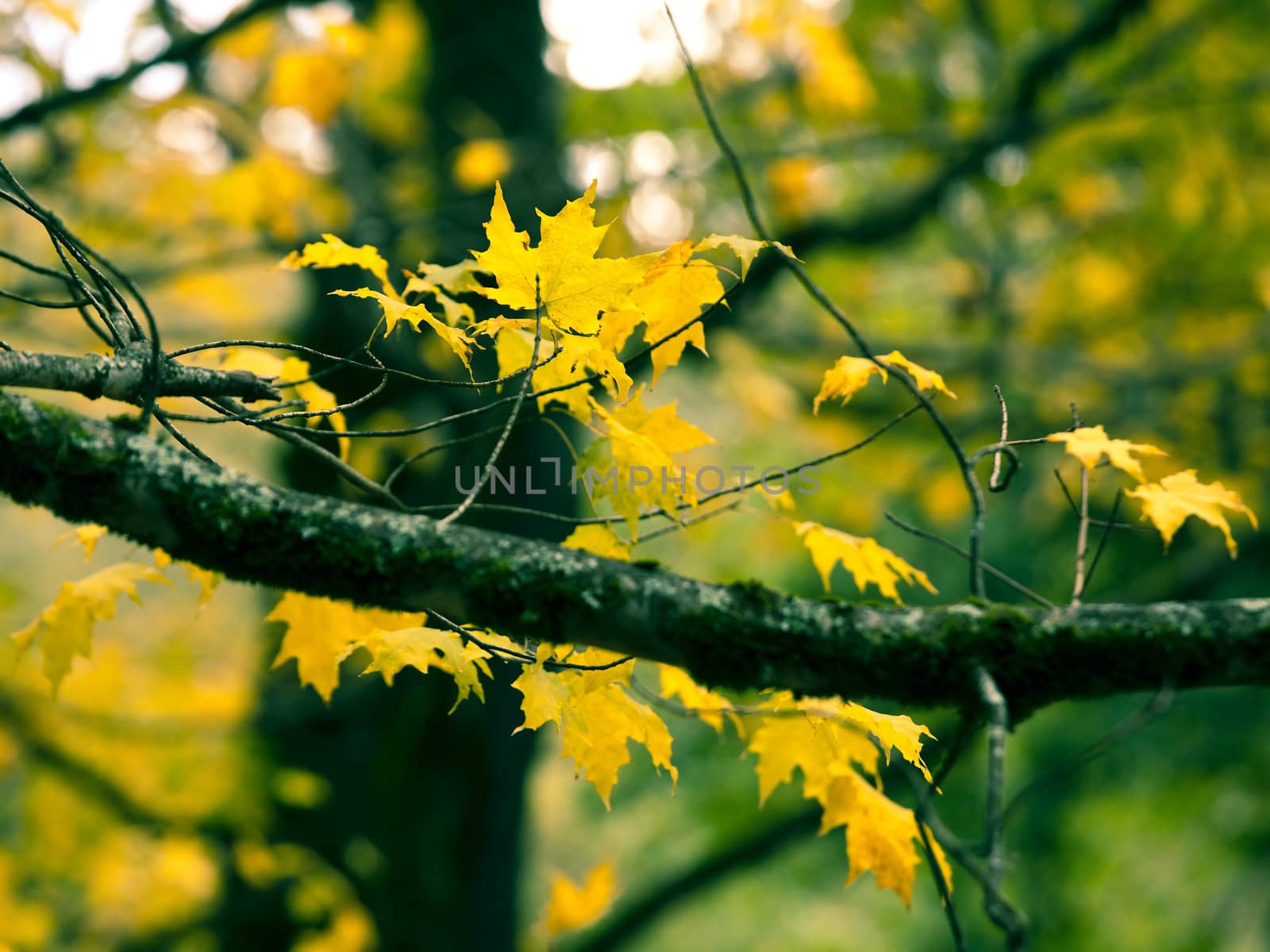 Beautiful autumn picture of a branch of colored leafs