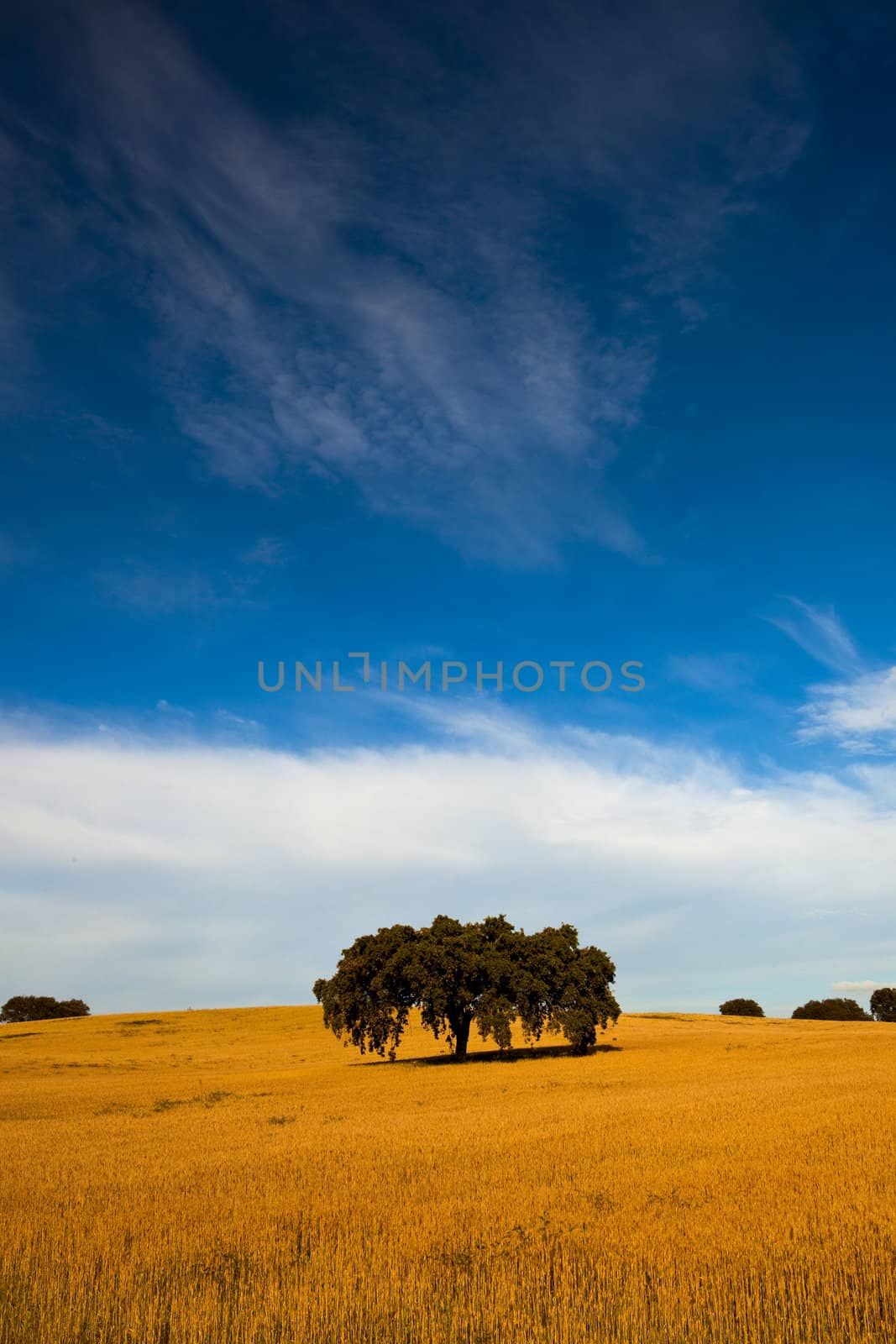 Yellow wheat field with a great blue sky and clouds 