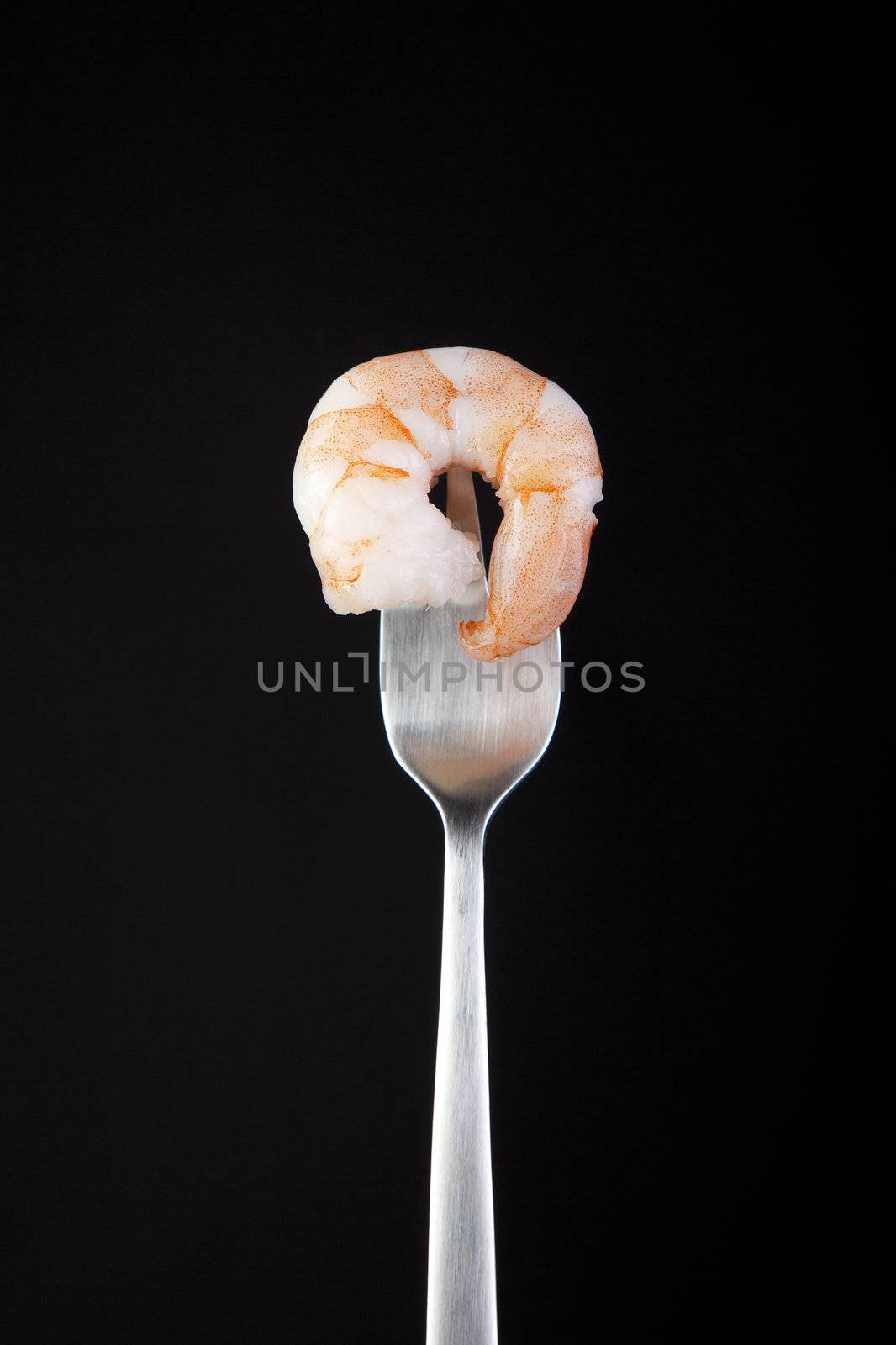 Cocktail shrimp on fork with black background.