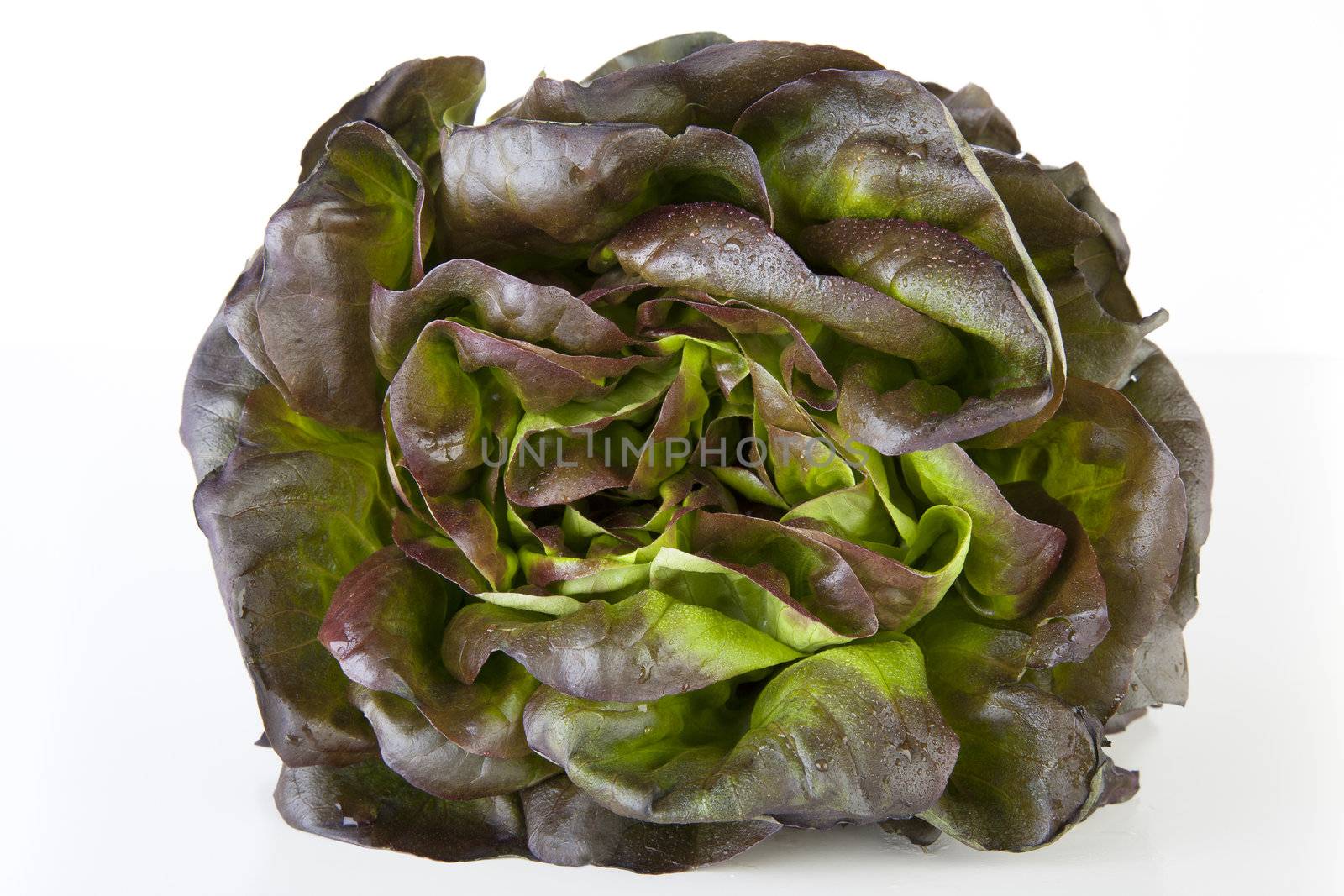 Head of red salanova lettuce covered with water drops.