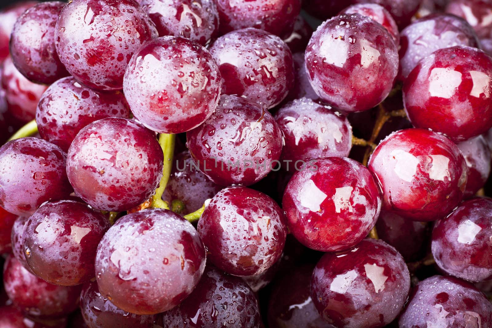 Closeup of red grapes covered in water drops.