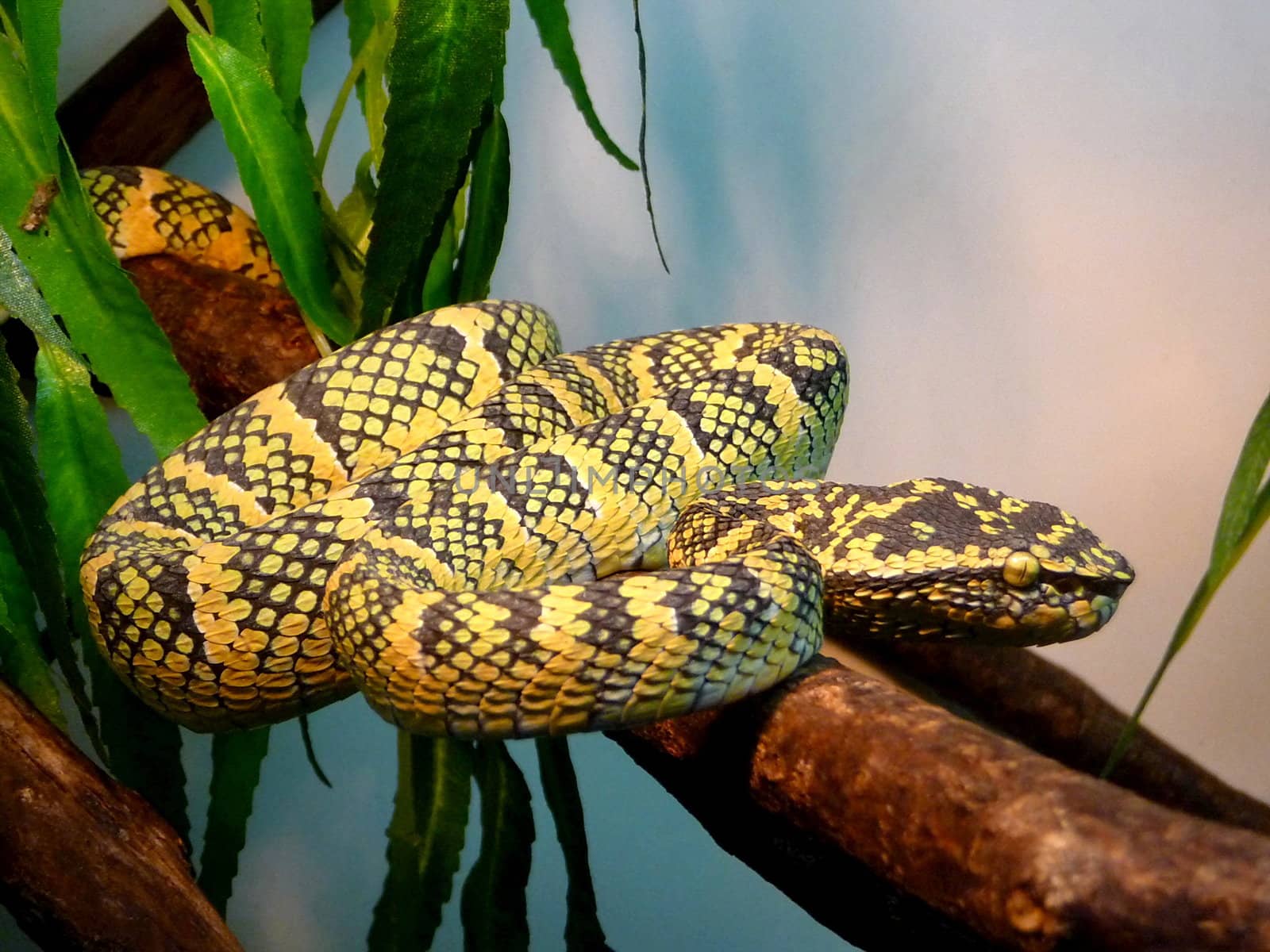 Yellow dangerous motley snake on the trunk