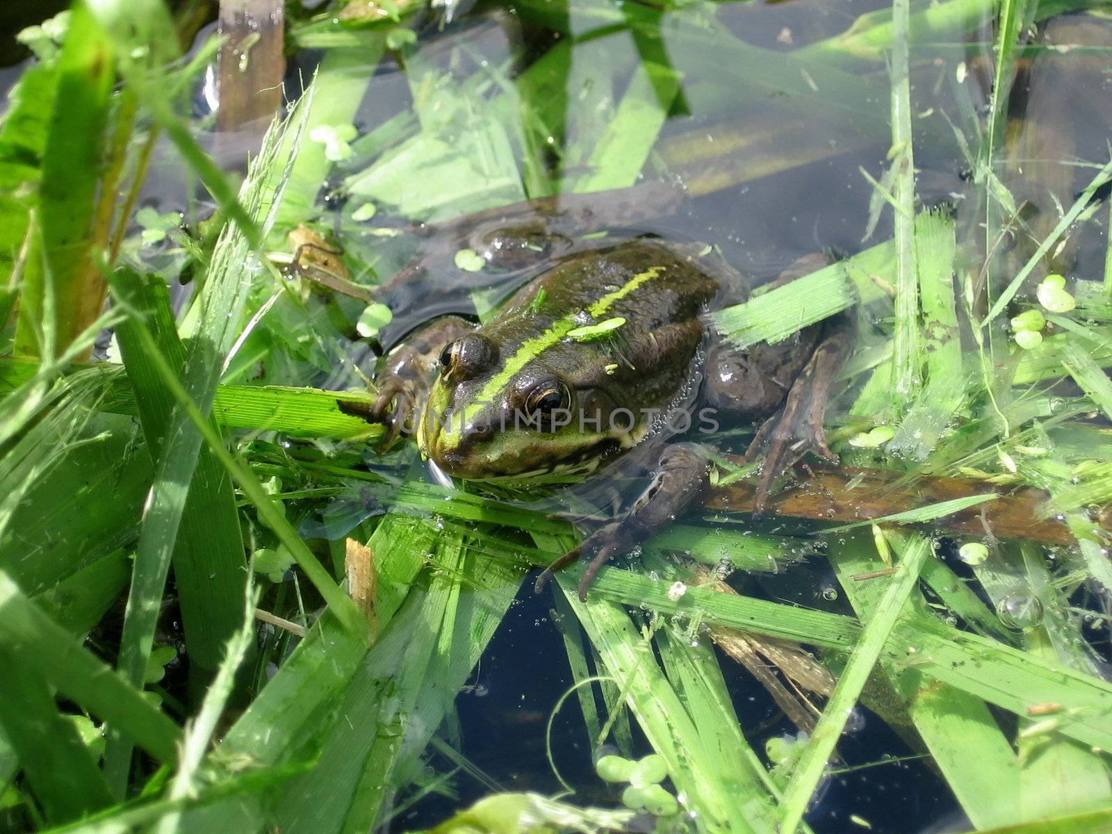 Green striped frog sits in the pond