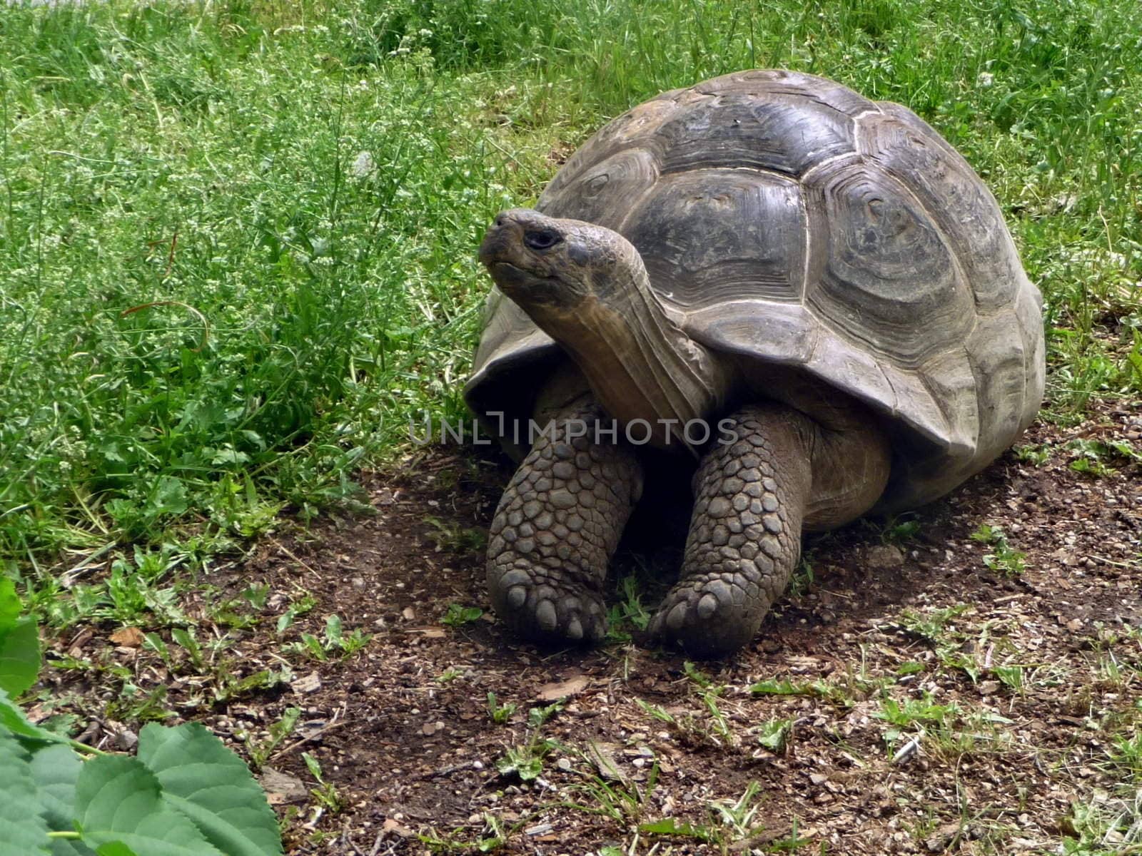 Old large turtle sits on the grass ground