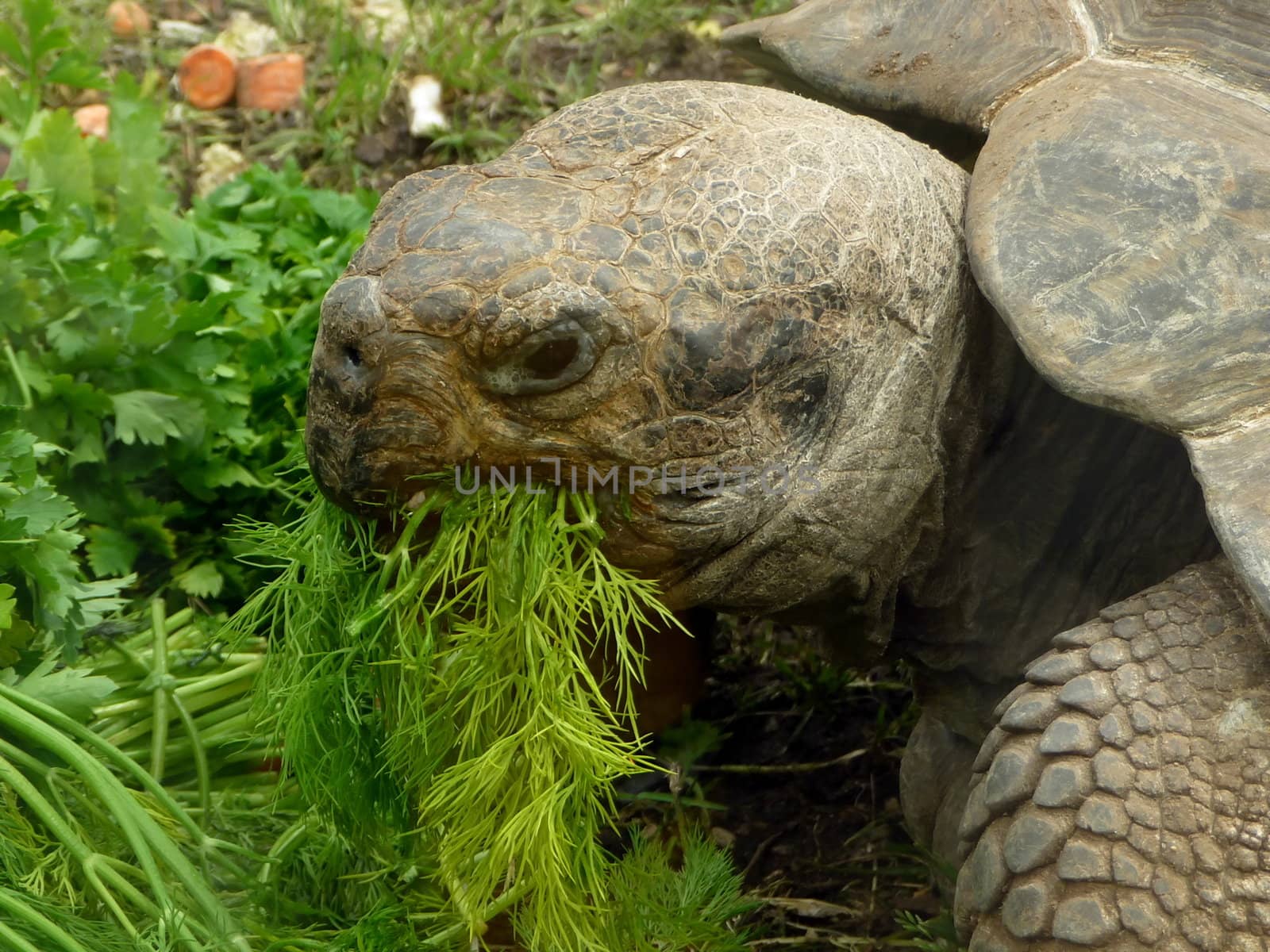 Turtle eats grass by tomatto