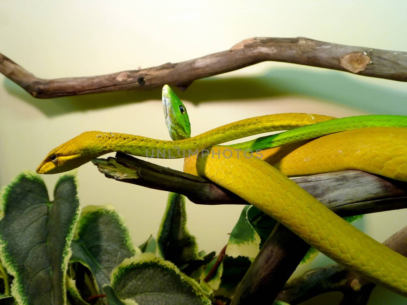 Pair of green thin snakes with plat heads