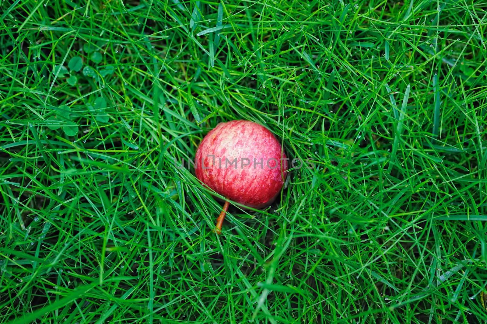 Green grass covered with dew and red apple