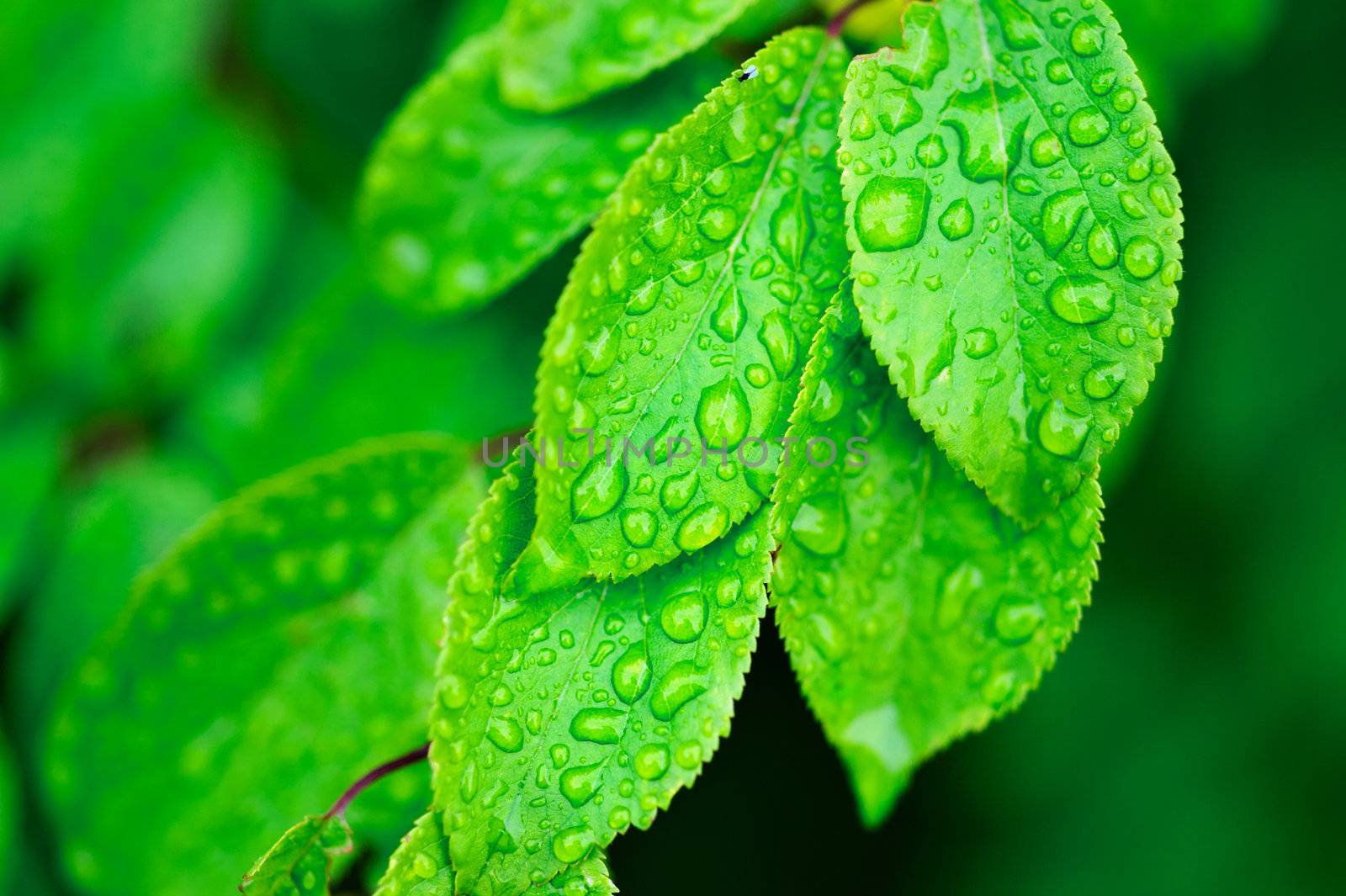 Green leaves covered with dew. Photo with tilt-shift lens