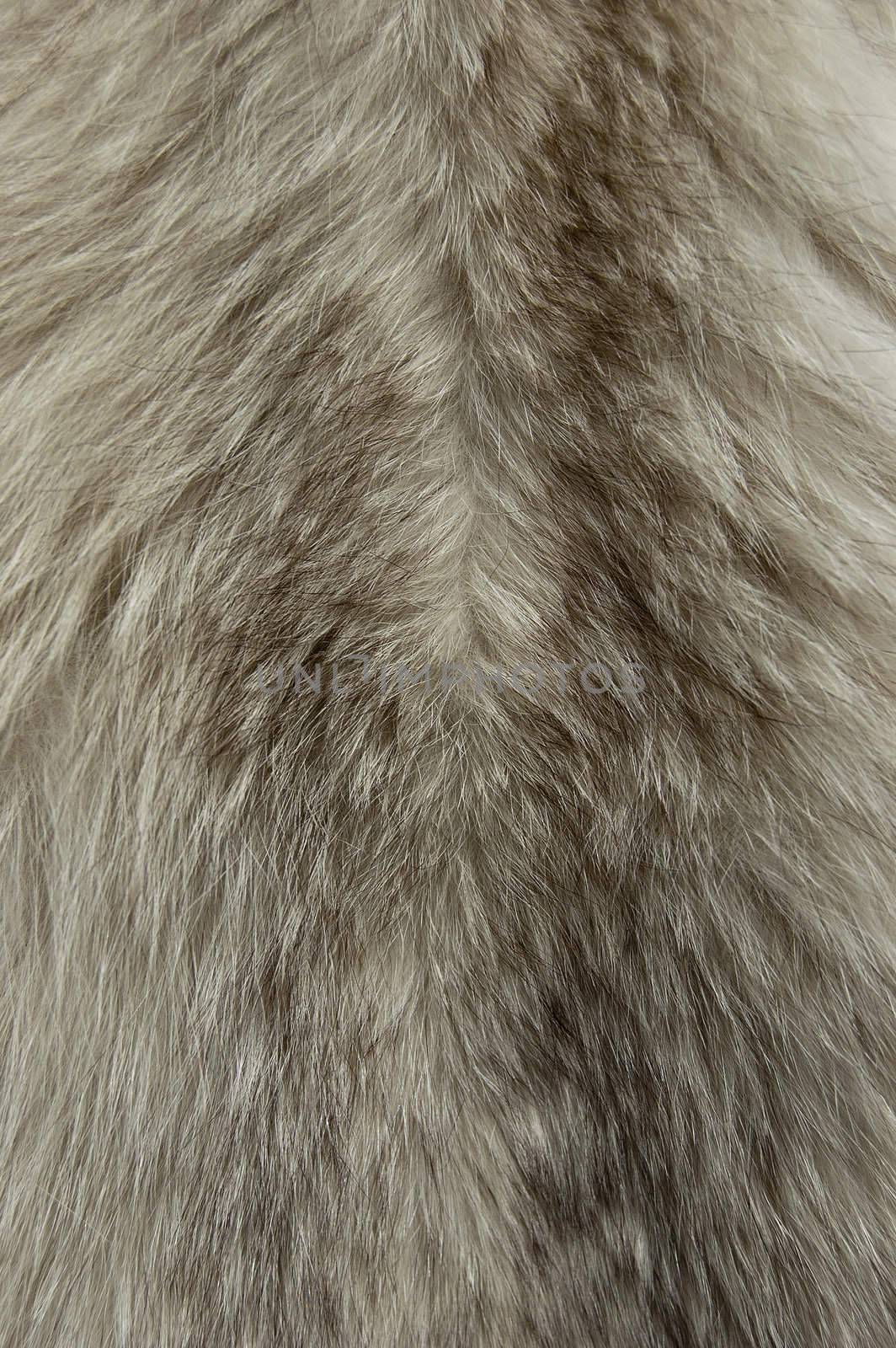 Close up of an animal colored fur texture