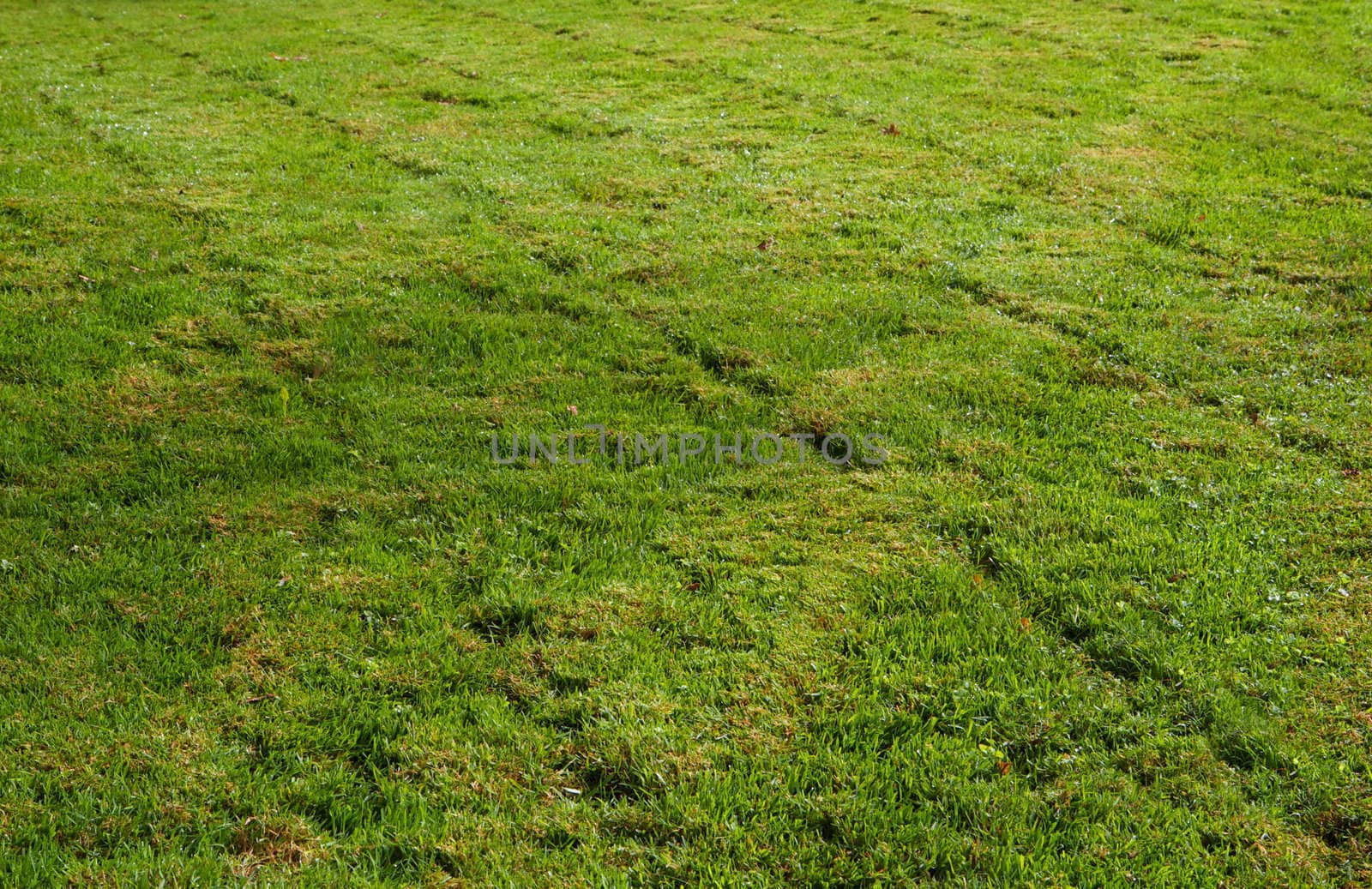 Freshly mowed green grass leaving a transverst pattern