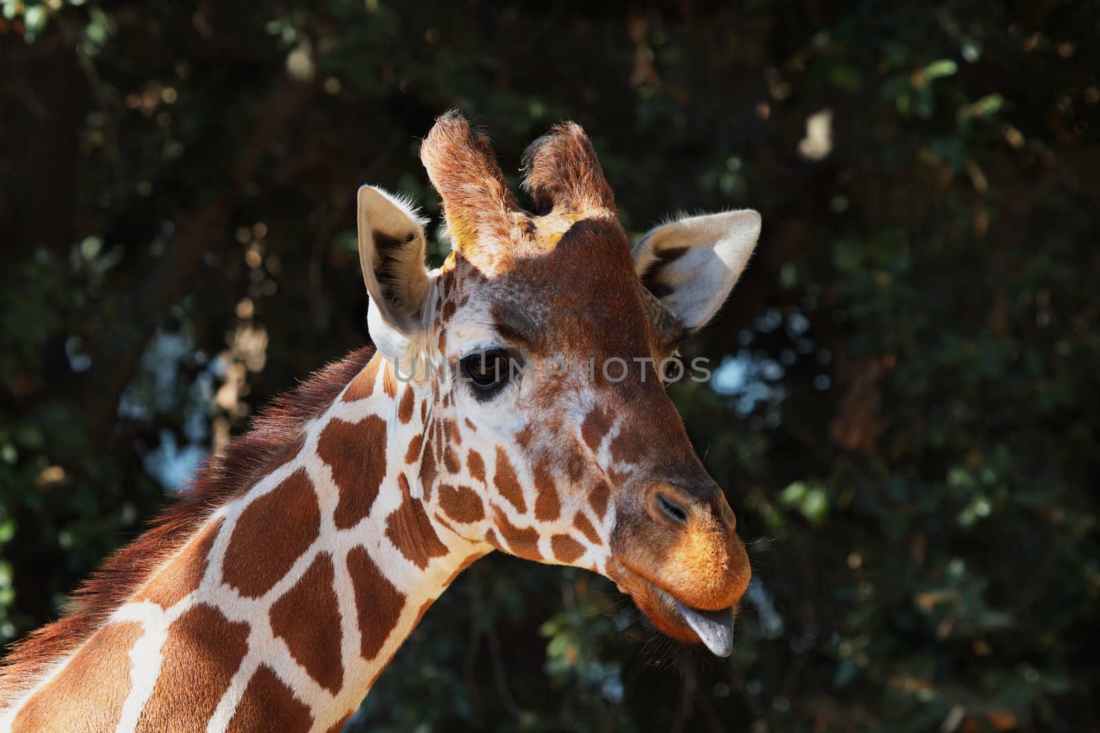 Brown spotted griraffe head with purple tongue and soft focus forest of trees