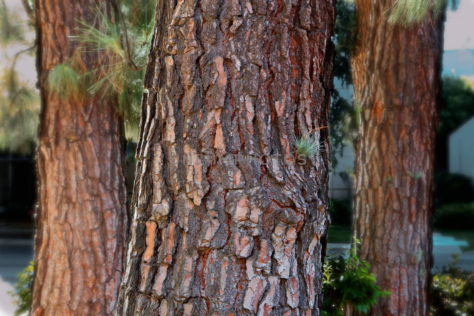 Three pine tree trunks with two in the rear that are soft focus