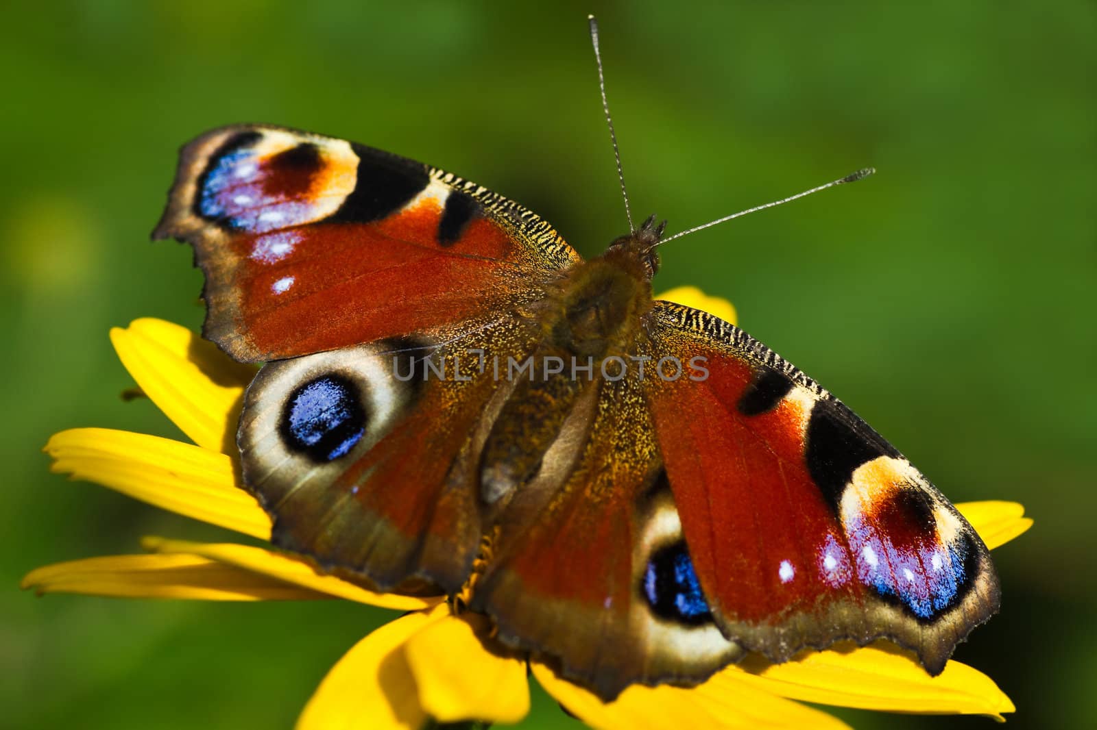 Peacock butterfly or Inachis io in the sun on yellow summer flowers 