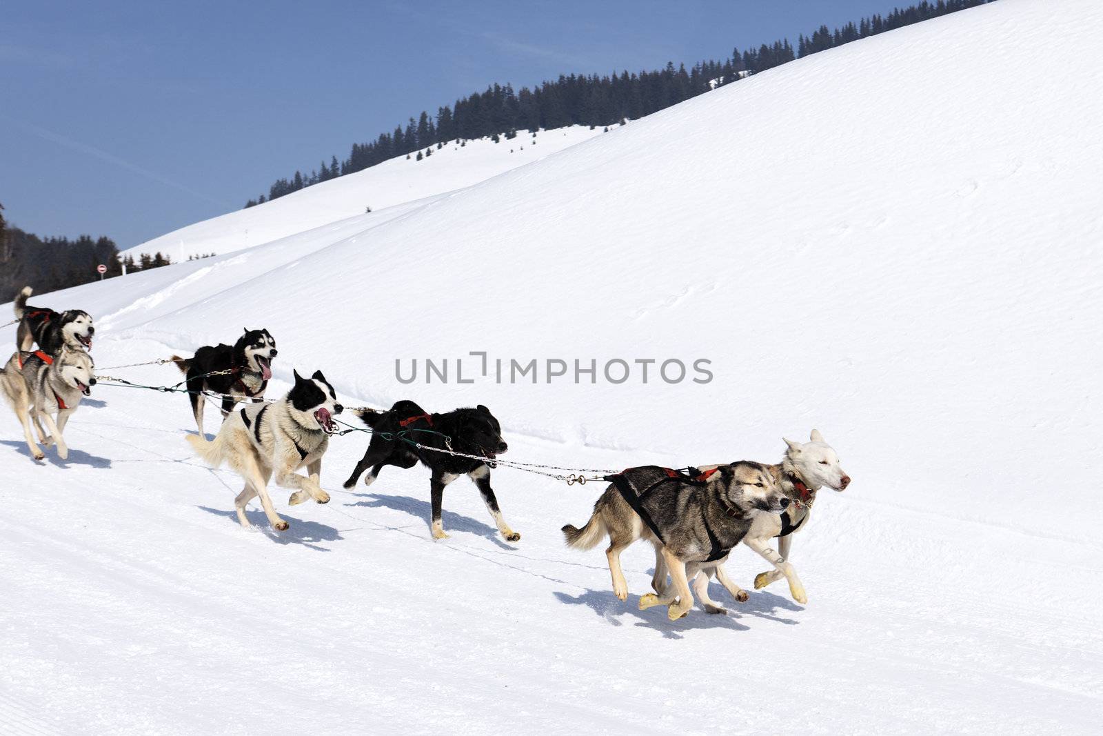 husky race on alpine mountain in winter