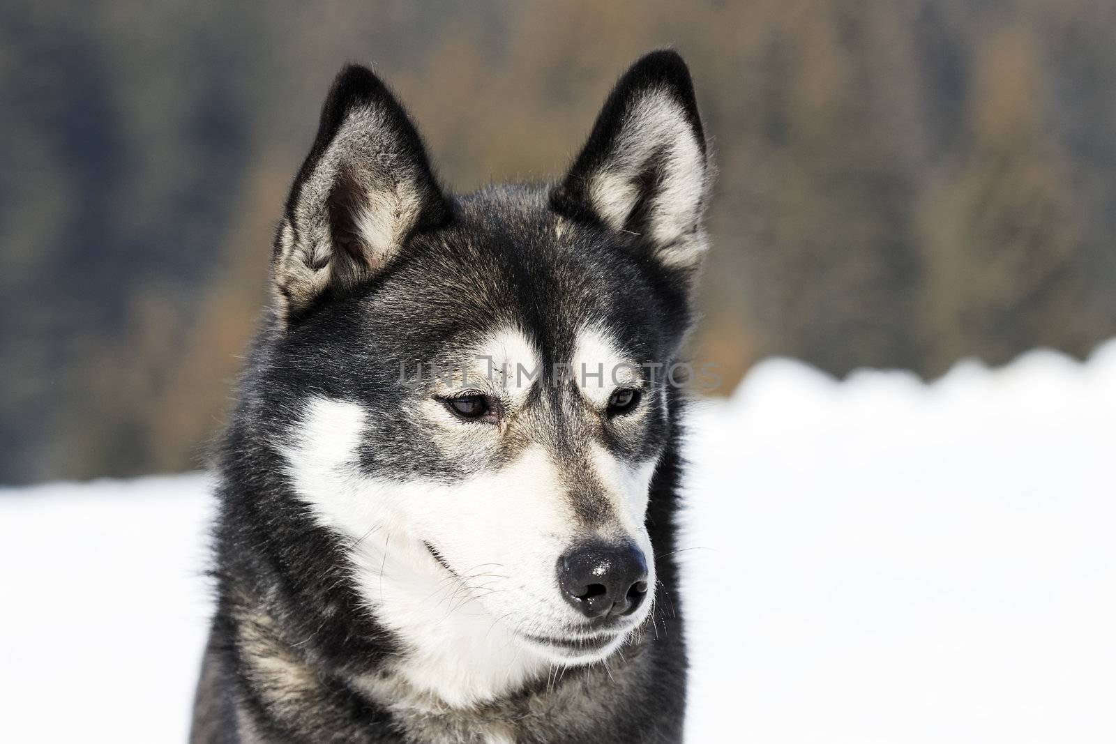 head of husky dog with blue eyes