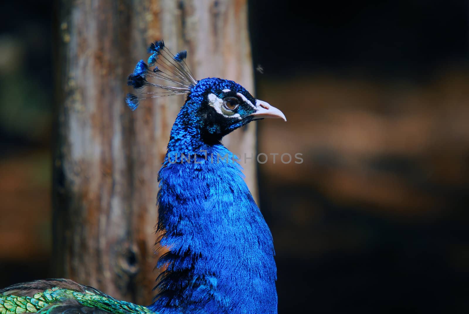Closeup picture of a very colorful Indian Peafowl