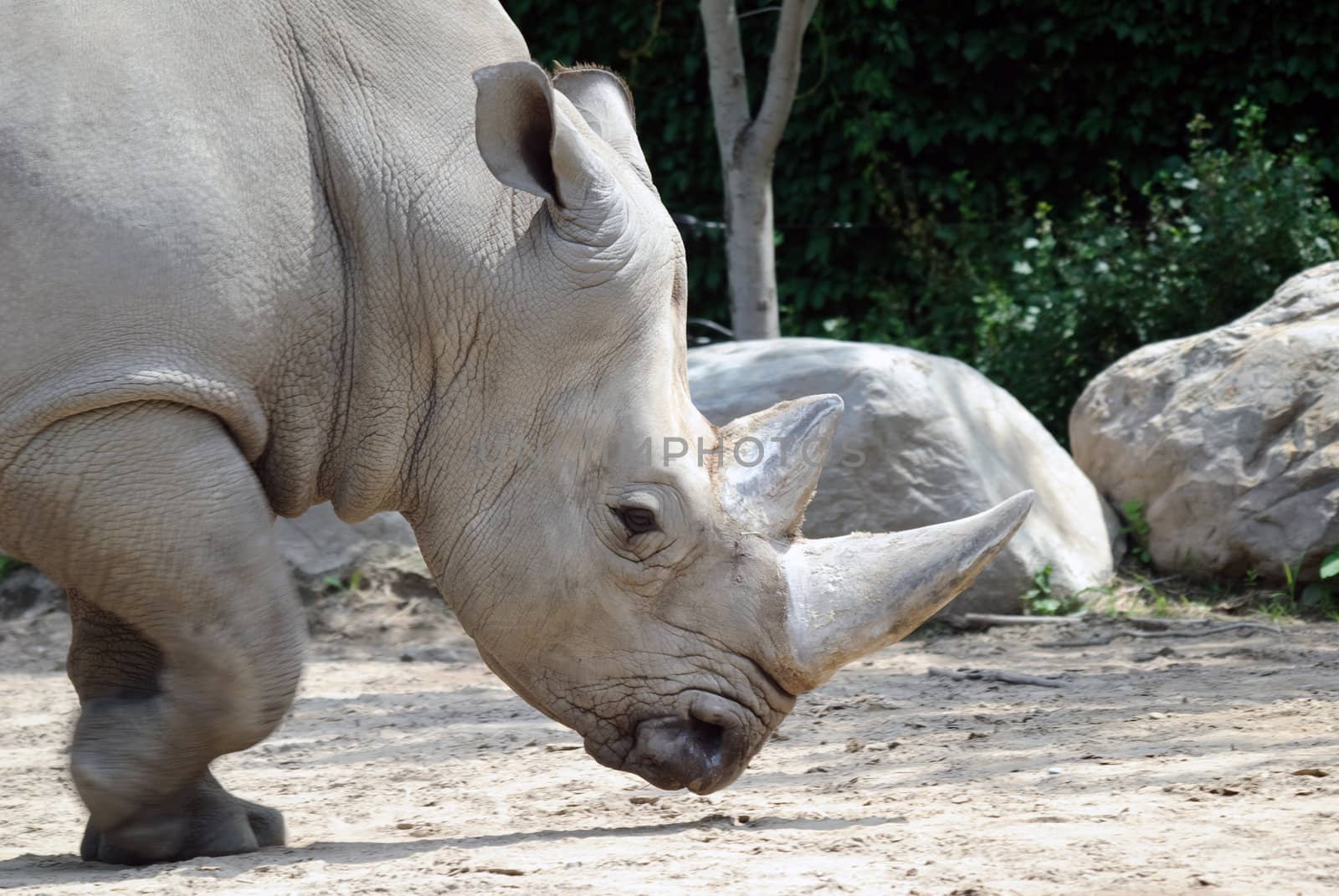 Picture of a large horn White Rhino walking