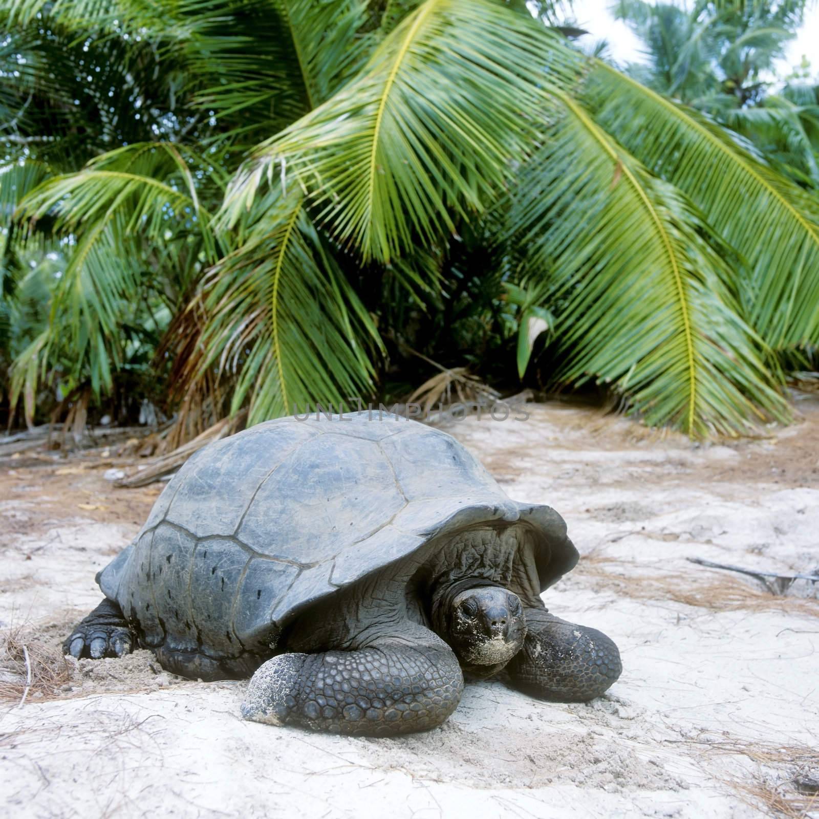 turtle, Curieuse, Seychelles by phbcz