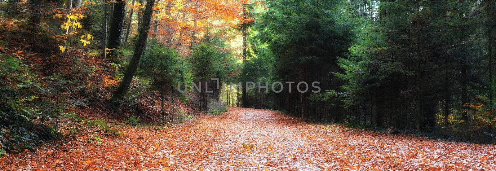 little road in forest in autumn, panoramic