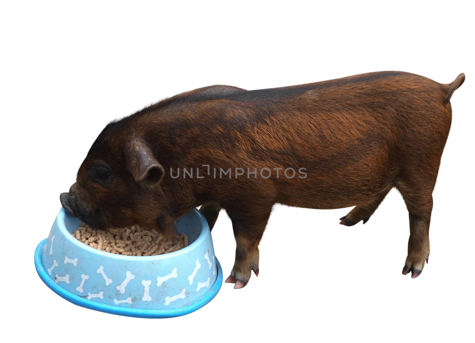 Lady Gruntsalot, a Kune kune Piglet eating from a bowl Isolated with clipping path
