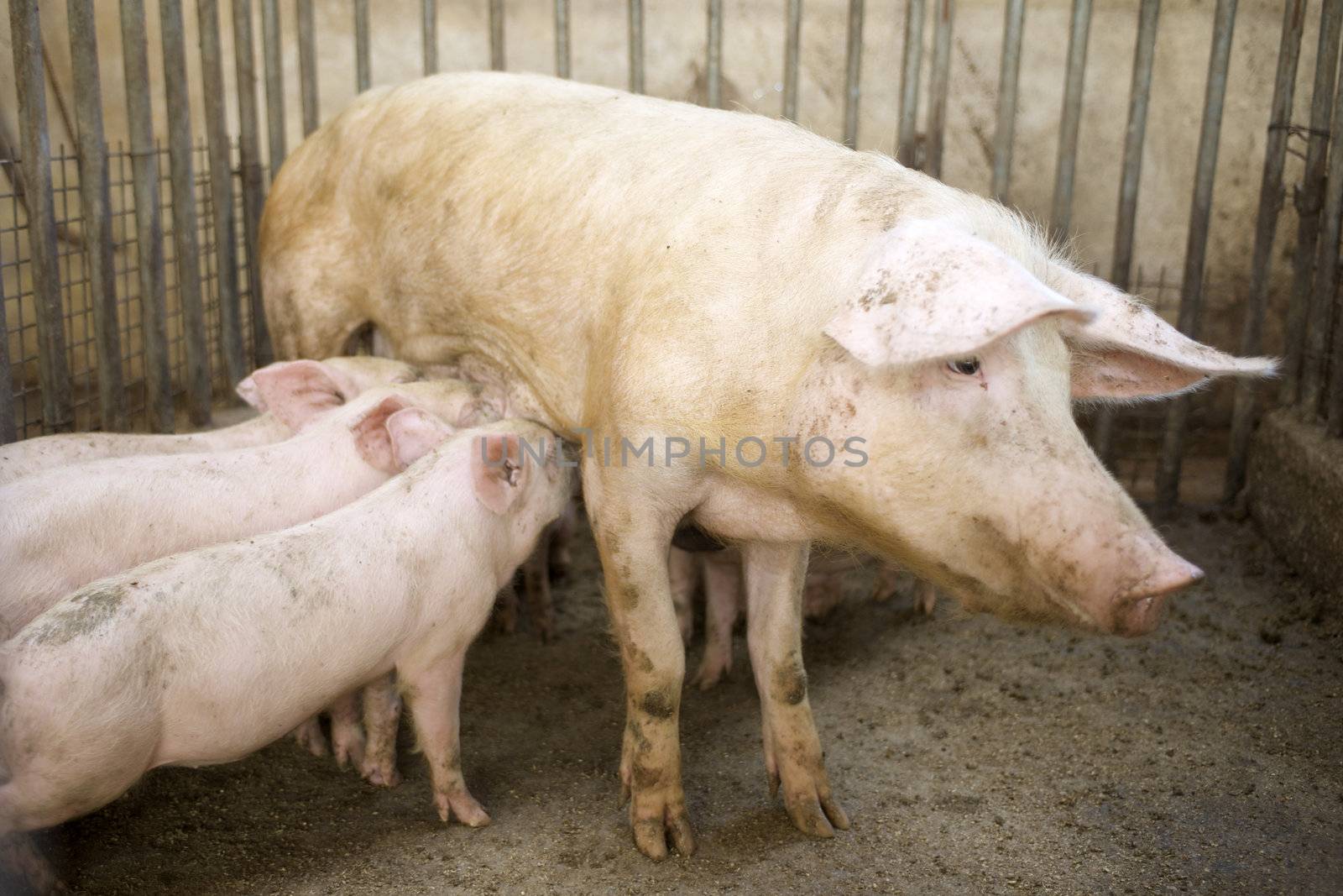 pig feeding her Piglets by bravajulia