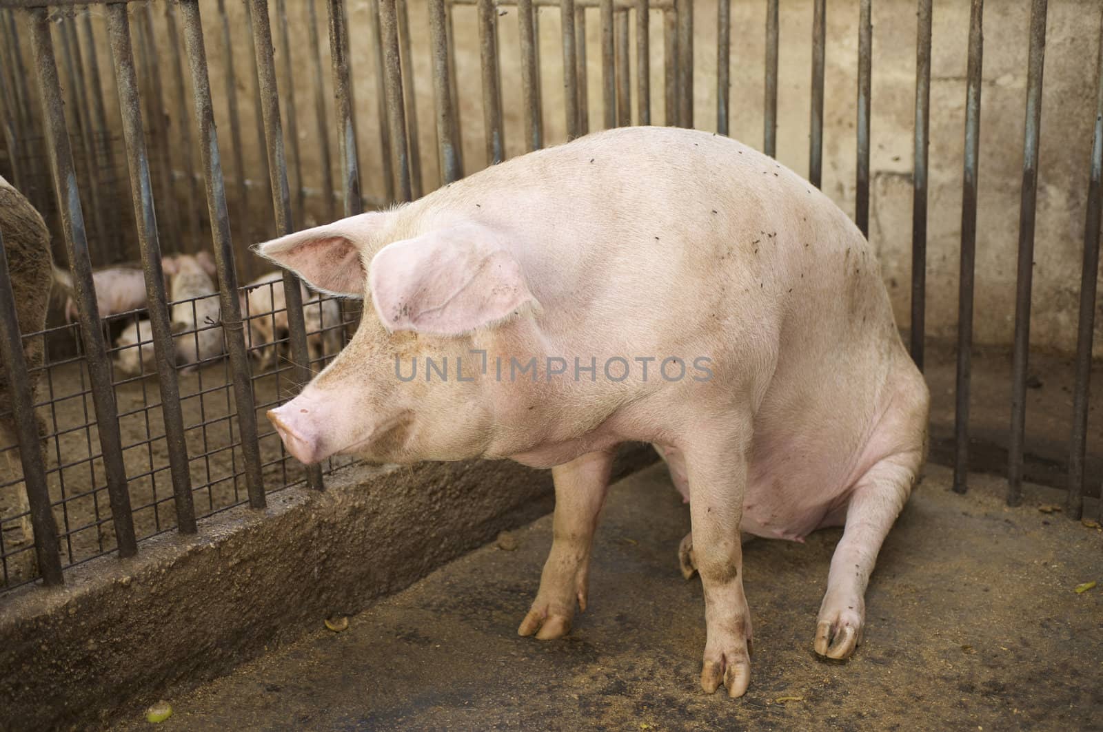 pig pregnancy