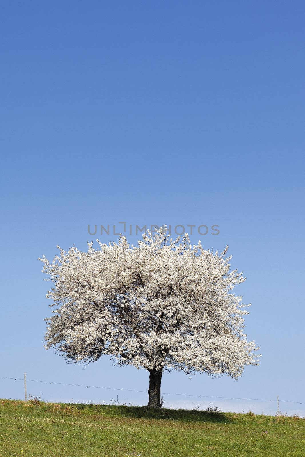 white tree by vwalakte