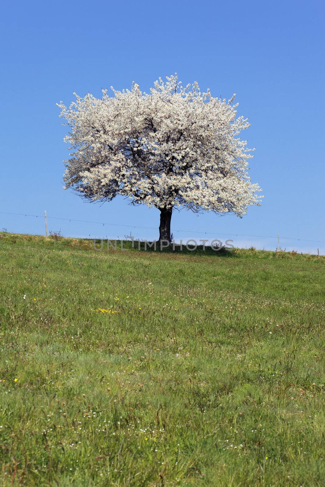 white tree and green grass in spring