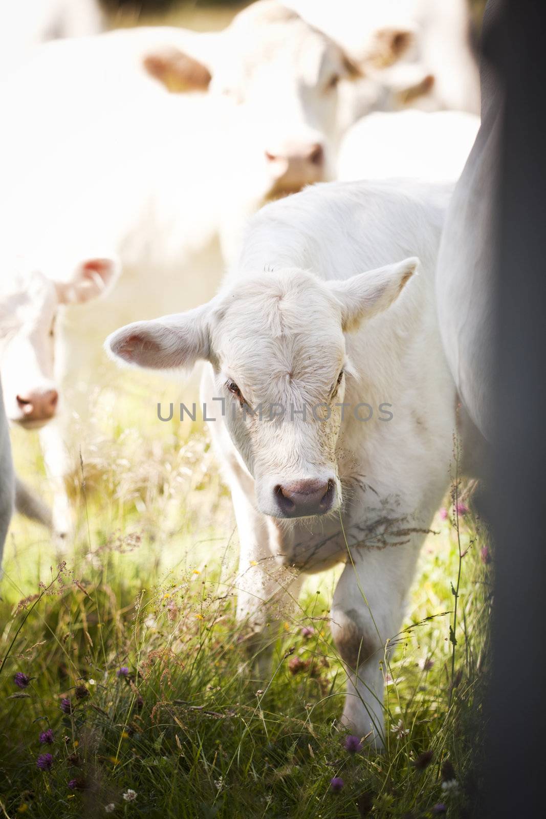 Close up of a White Scandinavian cow