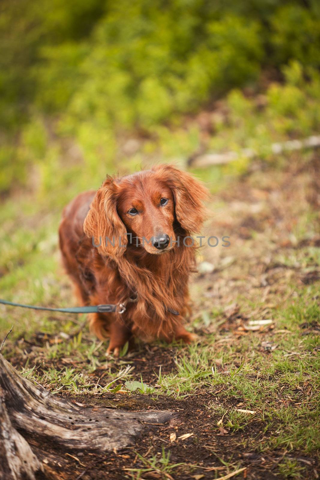 Lonley dog in nature with short focal depth