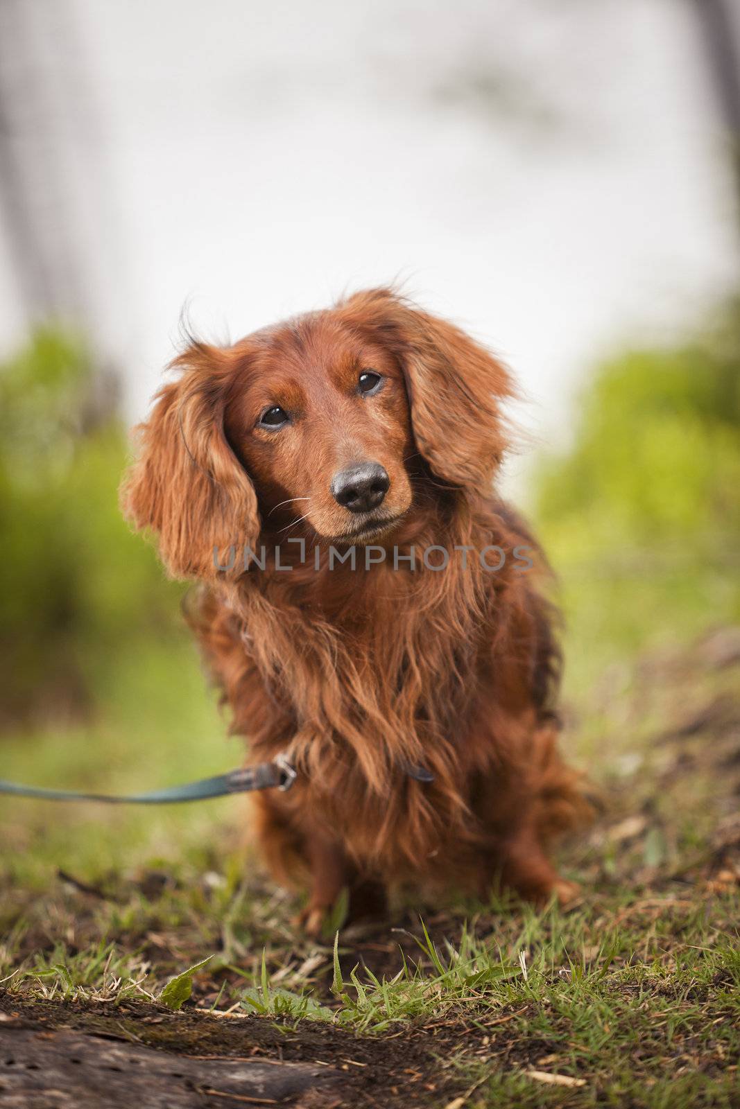 Lonley dog in nature with short focal depth