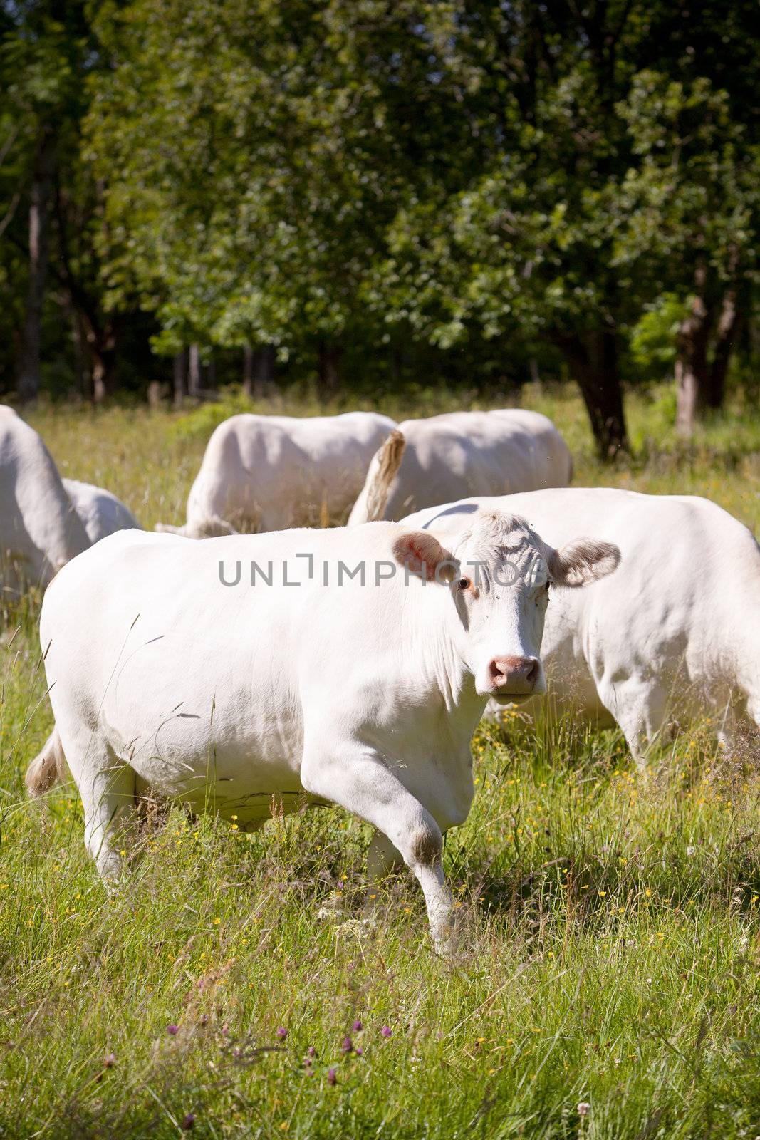 Scandinavian white cow on a field