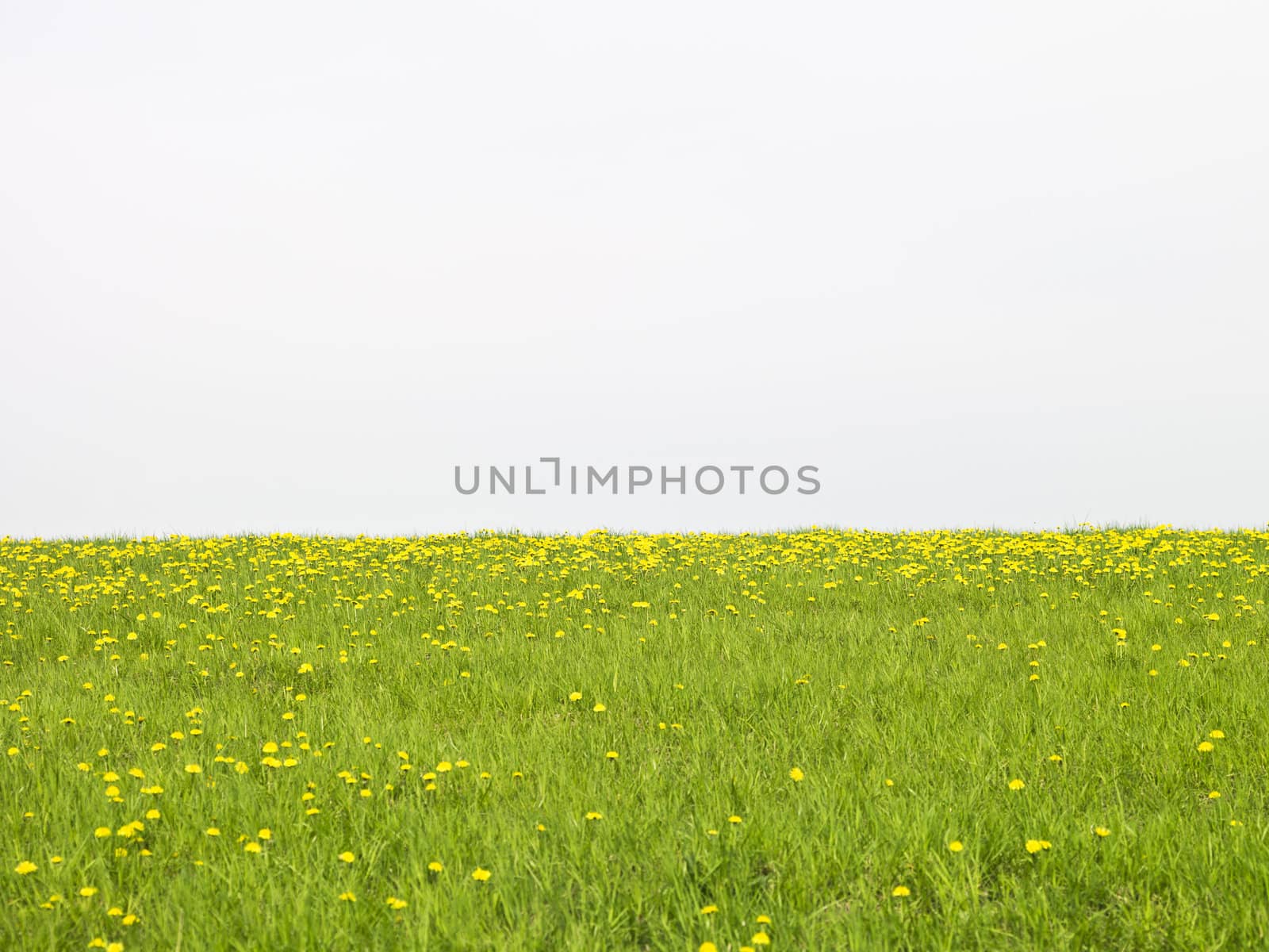 Field of grass with white sky copy space
